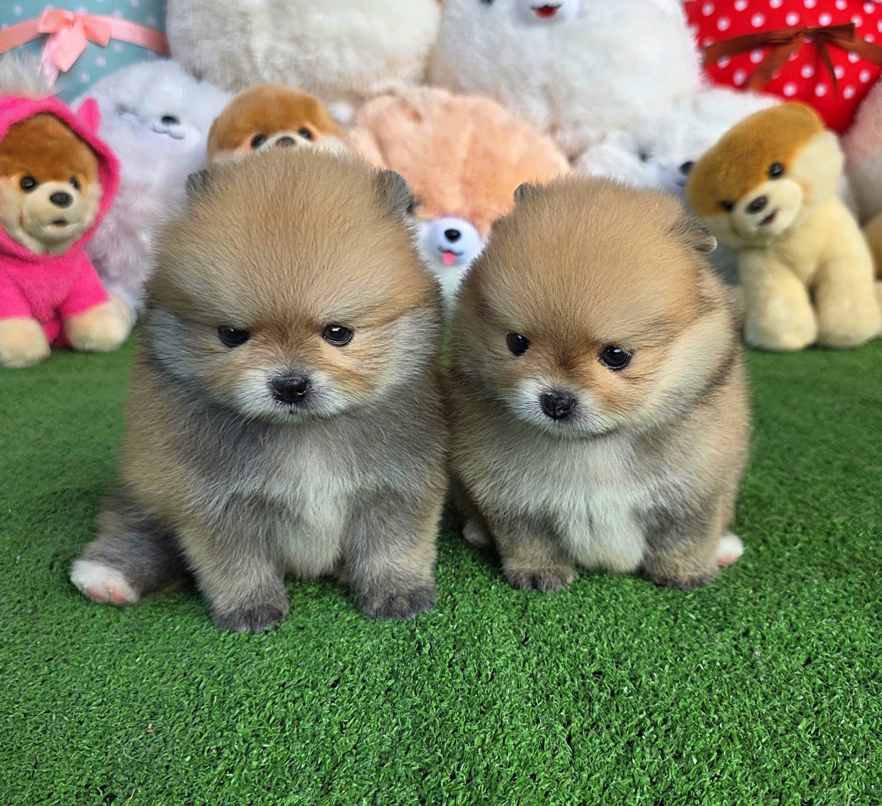 ปอมเมอเรเนี่ยนแท้ คู่แฝด เพศเมียและเพศผู้ ละมุนสุดๆ ต้าวหมี Bearface male and female