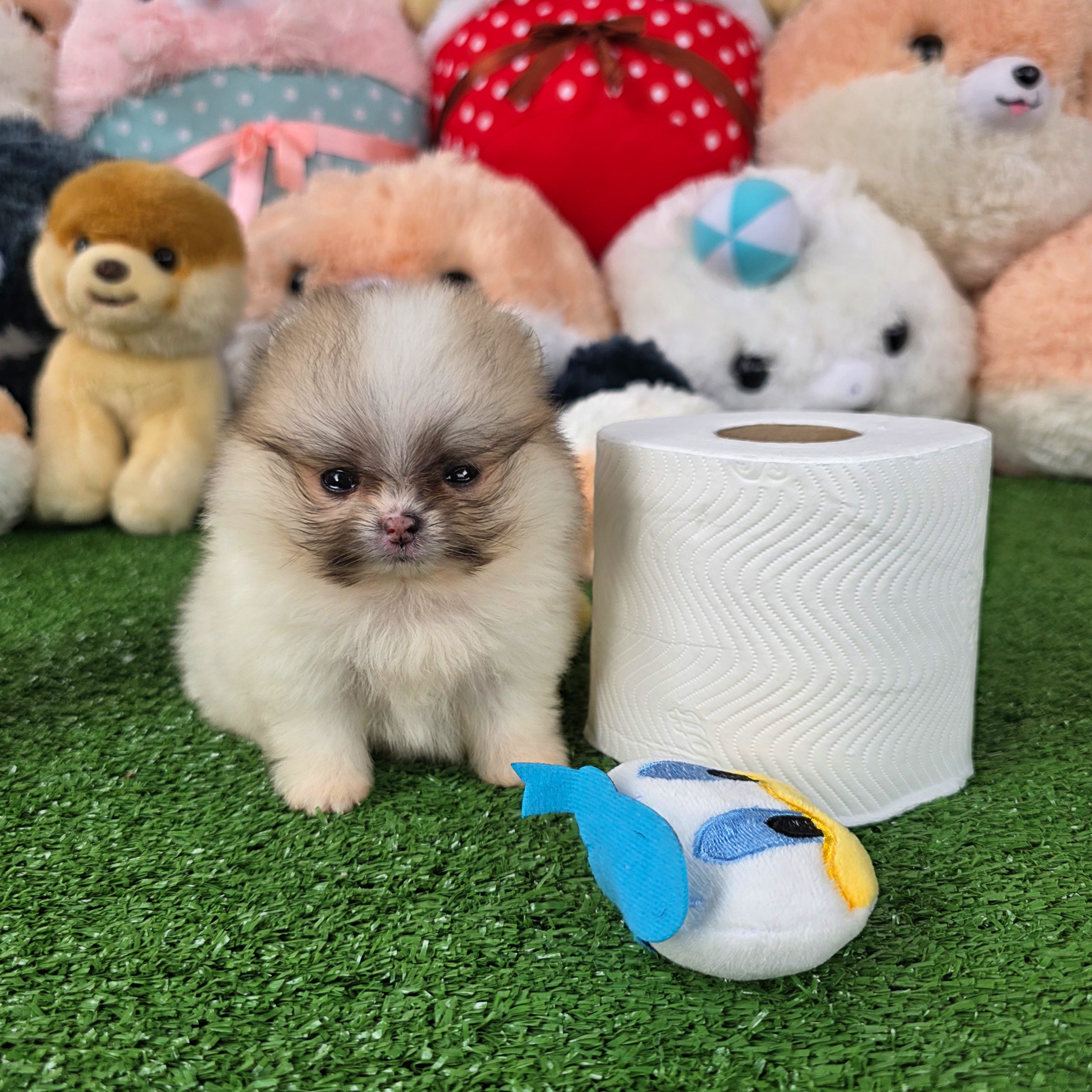 ปอมเมอเรเนี่ยนแท้ ปาร์ตี้ สาวน้อยสวยเว่อร์วังมากทีคัพจิ๋วสุด Parti colors teacup female