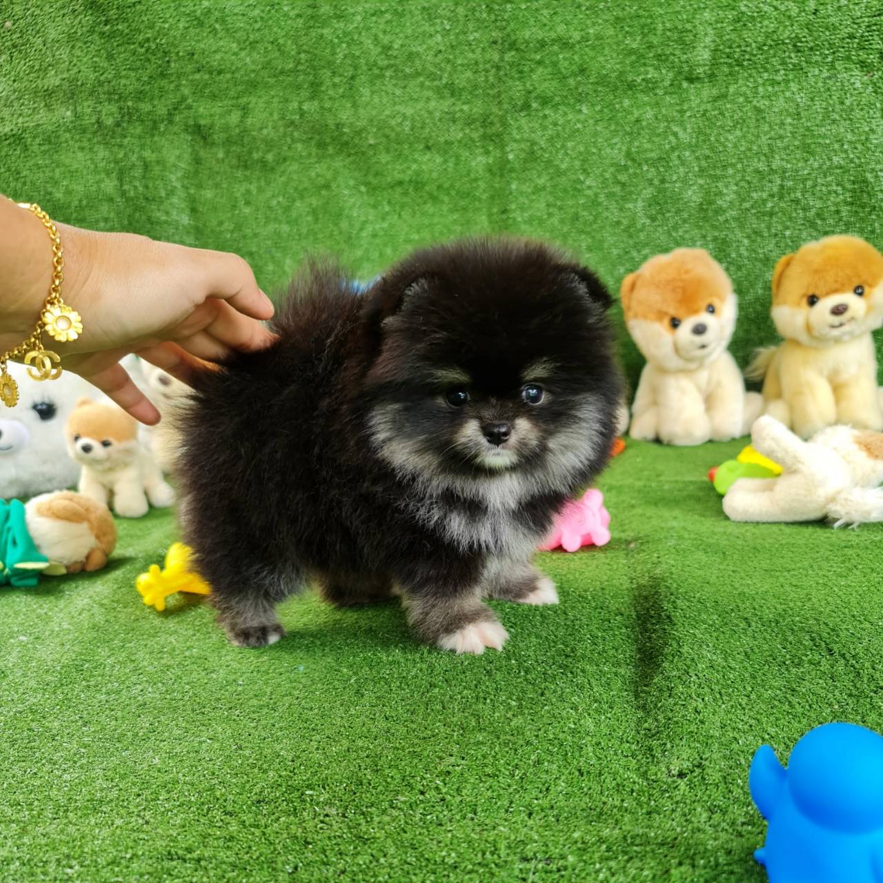 ลูกปอมเมอเรเนียนแท้ ด.ช.สีแบ็ลคแทน Black Tan Male