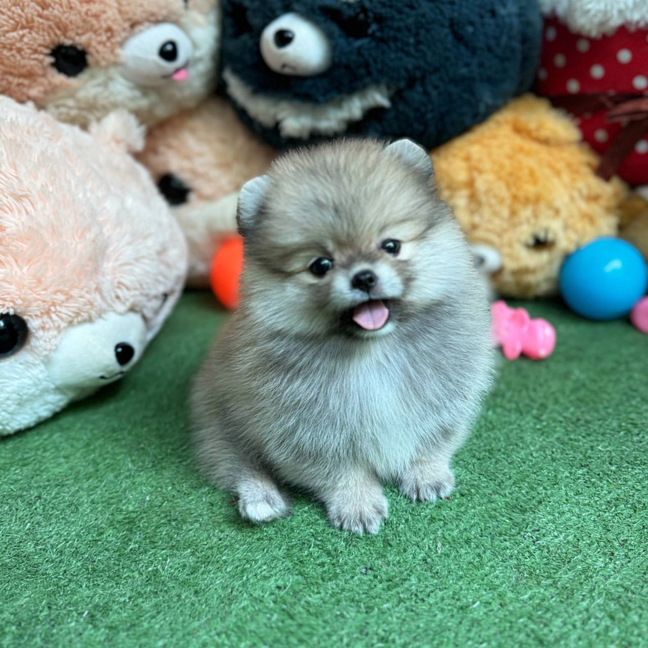 ปอมเมอเรเนี่ยนเพศผู้แบ๊วสุดๆ หมีเว่อร์วัง น่ารักมาก Gray colors pomeranian male