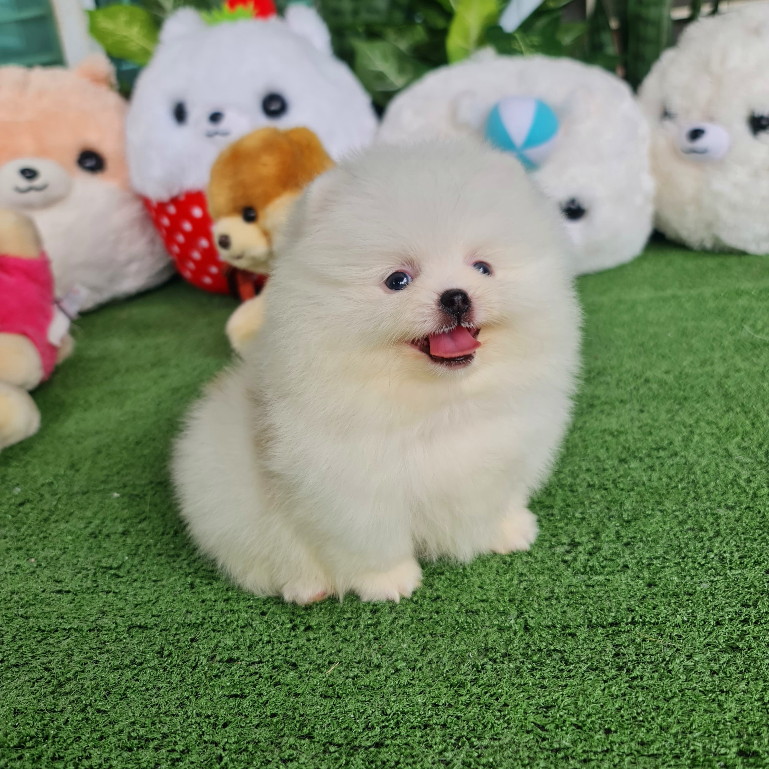 ปอมเมอเรเนี่ยนแท้สีปาร์ตี้หน้าหมีสุดๆ เพศเมีย เกรดโชว์ Patti colors female bearface