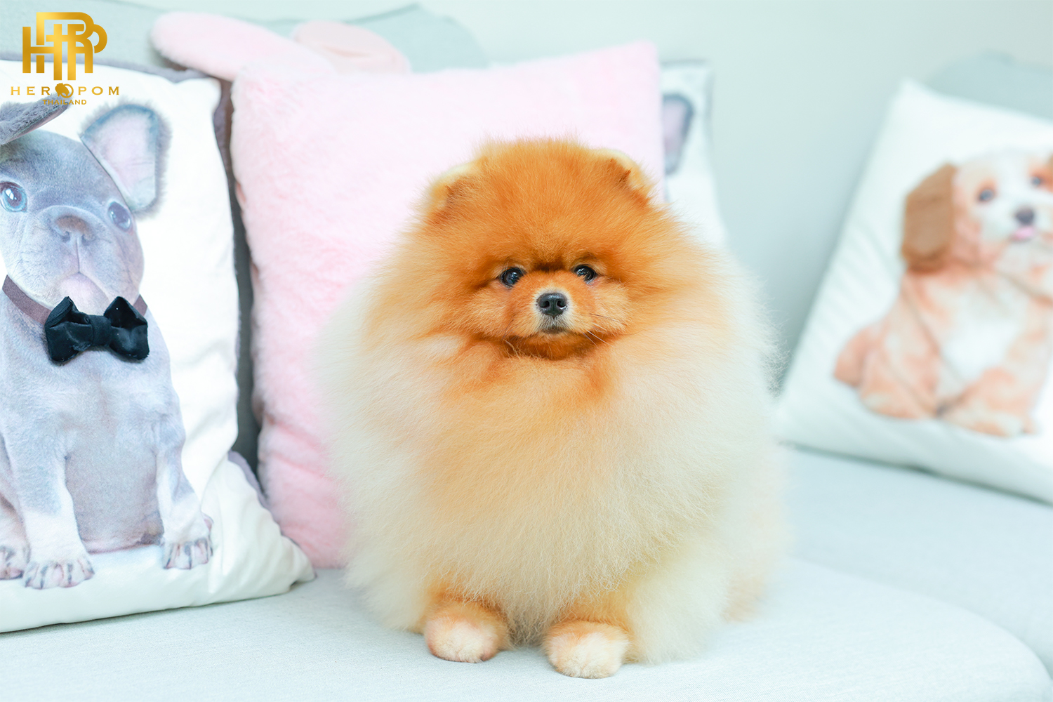 คุณพ่อ ฮีโร่ | สีส้ม | วันเกิด 14 พฤษภา 2020 | น้ำหนัก 2.75 kg. | สูง 23 cm.