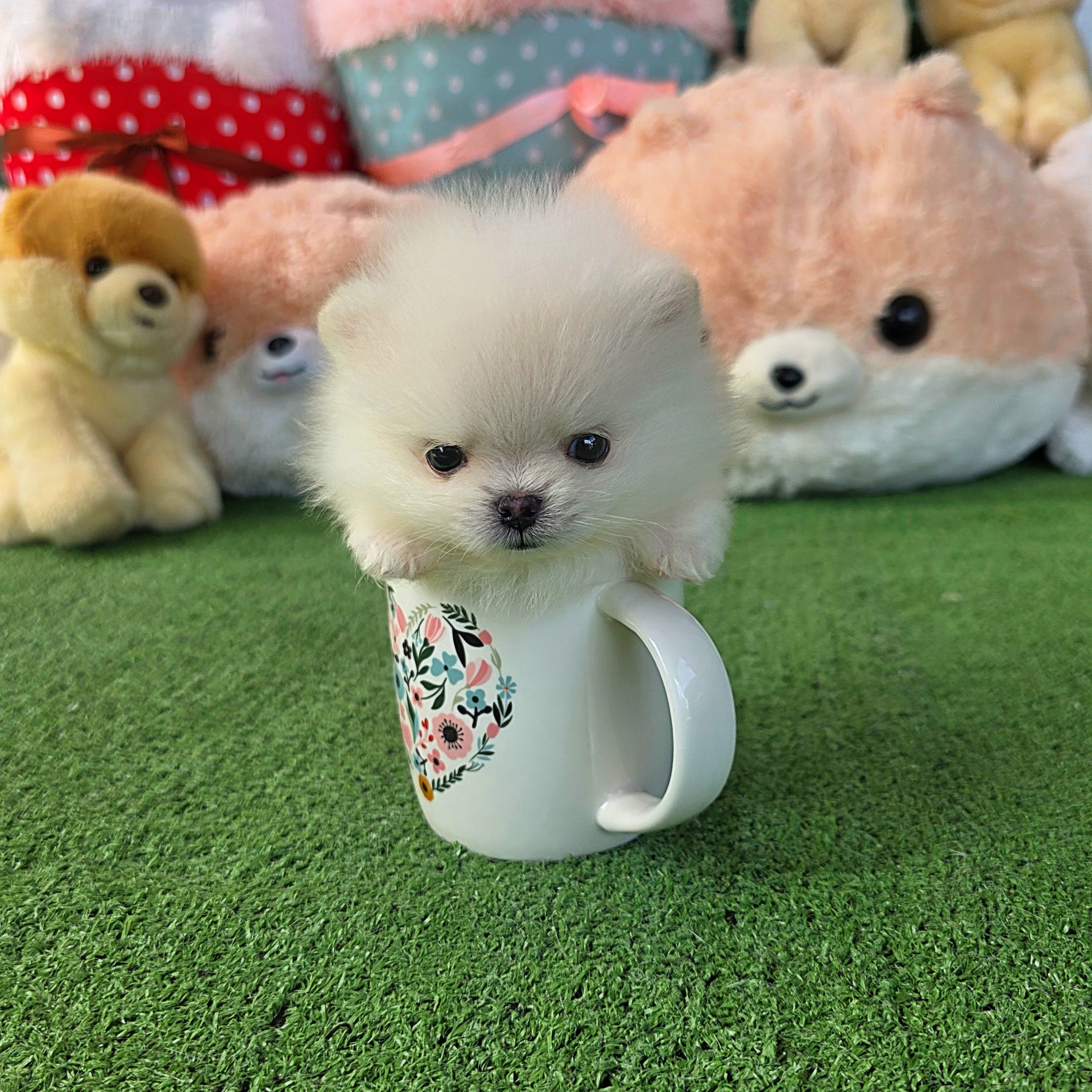 ปอมเมอเรเนี่ยนแท้ เพศเมีย ไซส์ทีคัพสวยๆ Teacup white female