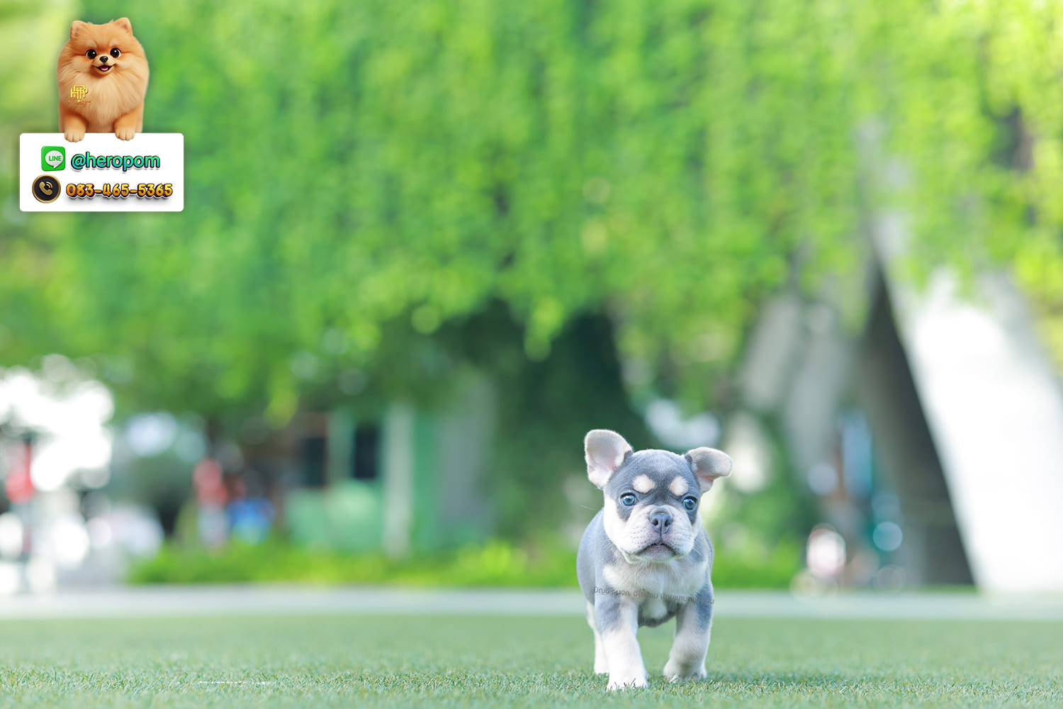 เฟรน บลูด็อก FHF-10959 เพศหญิง สี BlueTan ตัวจิ๋วตัวเล็กมาก สีสวย เป็นเจ้าเด็กอ้วนที่จ้ำม่ำน่าอุ้มมาก มีใบรับรองจากสมาคมพัฒนาพันธุ์สุนัข (ใบเพ็ดดีกรีเต็มใบ) ส่งทั่วประเทศ