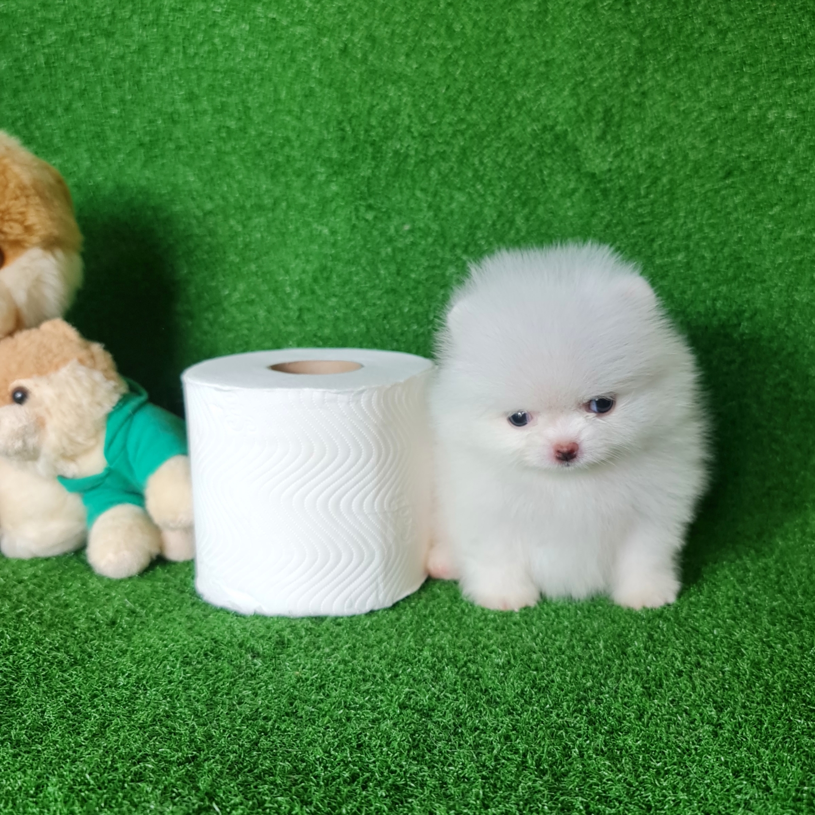 ปอมเมอเรเนี่ยนแท้สีขาวสำลีโอโม่ ทีคัพลูกชาย หล่อมากกก Pure white teacup male