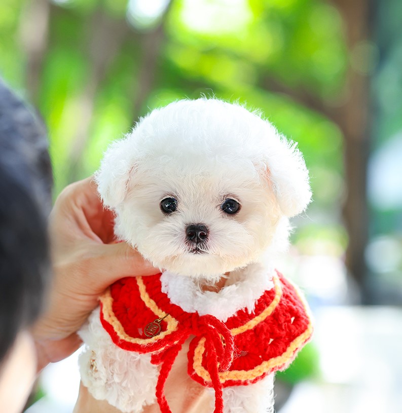 มินิบิชอง BCM-35609 เพศชาย สีขาว อายุ เดือน น้ำหนัก KG ส่วนสูง CM