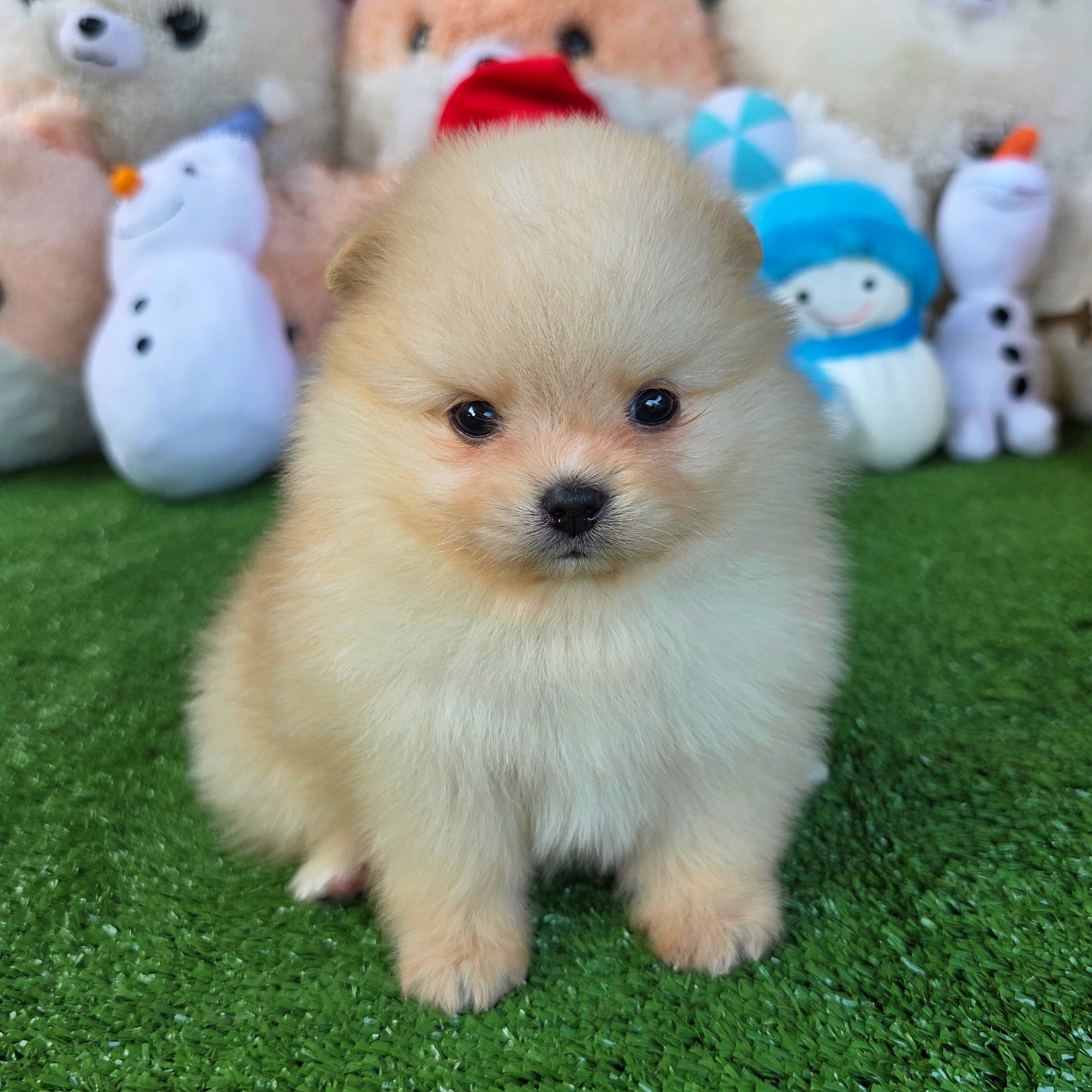 ปอมเมอเรเนี่ยนแท้ สีครีมเพศผู้ หมีๆ Cream male