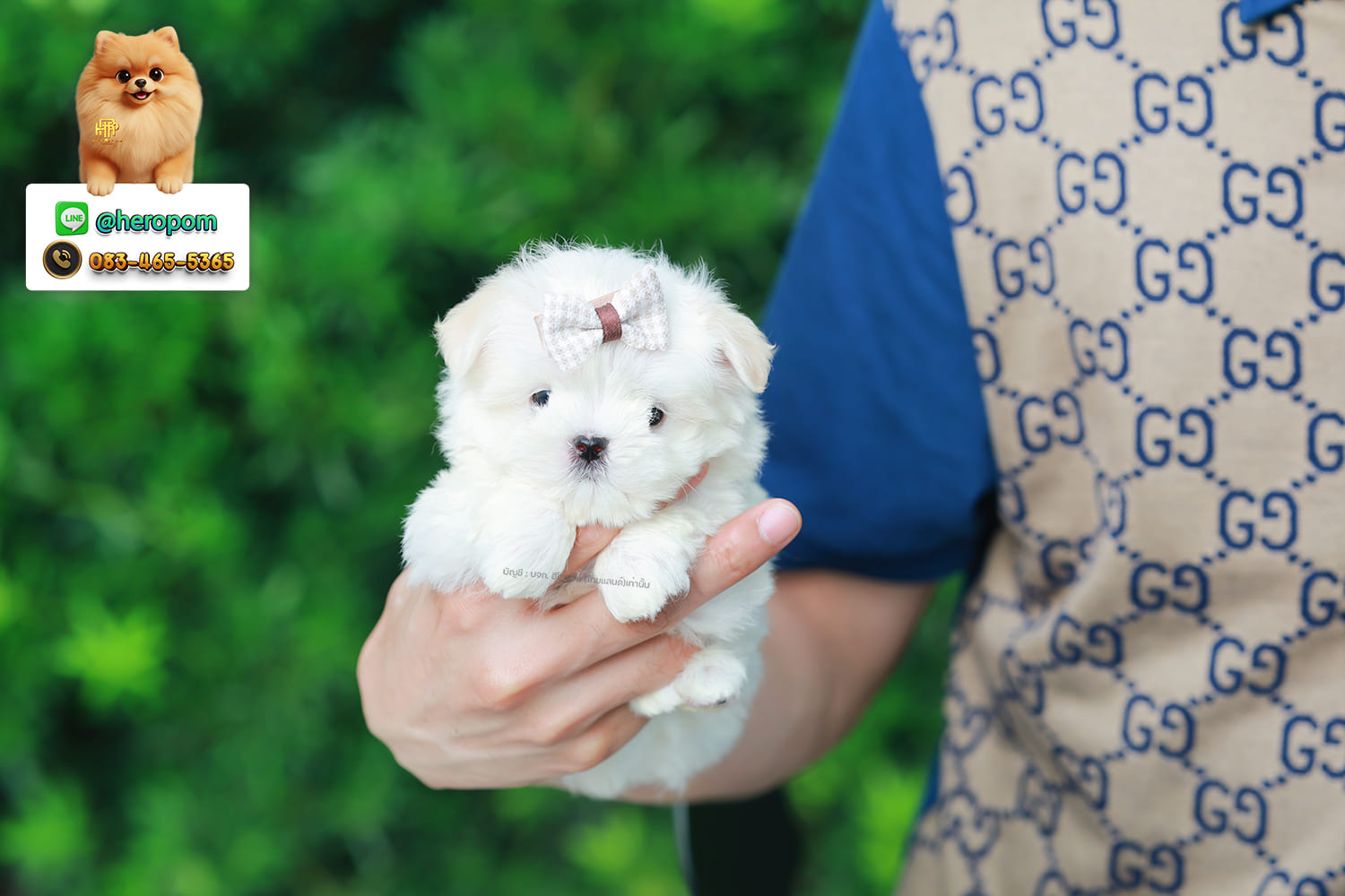 มอลทีส MTM-10573 เพศชาย สีขาว ตัวเล็กตัวน้อยมาก ๆ ขาสั้น ขนแน่นฟู หน้าตาทะเล้น น่ารักมาก ๆ ยิ้มเก่ง ขยันแจกความน่ารักสุด ๆ สายเลือดนำเข้า มีใบรับรองจากสมาคมพัฒนาพันธุ์สุนัข (ใบเพ็ดดีกรีเต็มใบ) ส่งทั่วประเทศ
