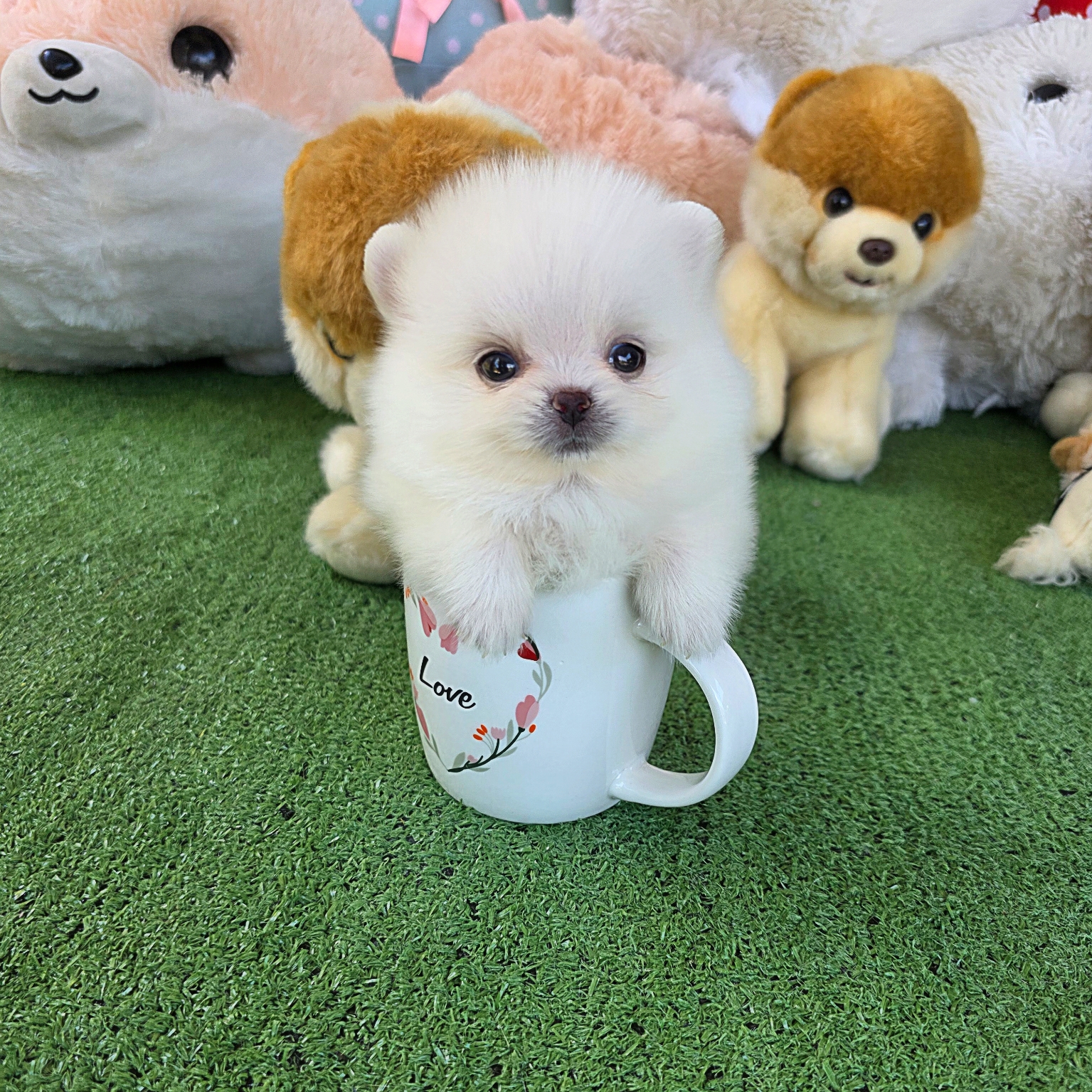 ปอมเมอเรเนี่ยนแท้ สีขาวหน้าหมีทีคัพเพศเมีย Teacup white female