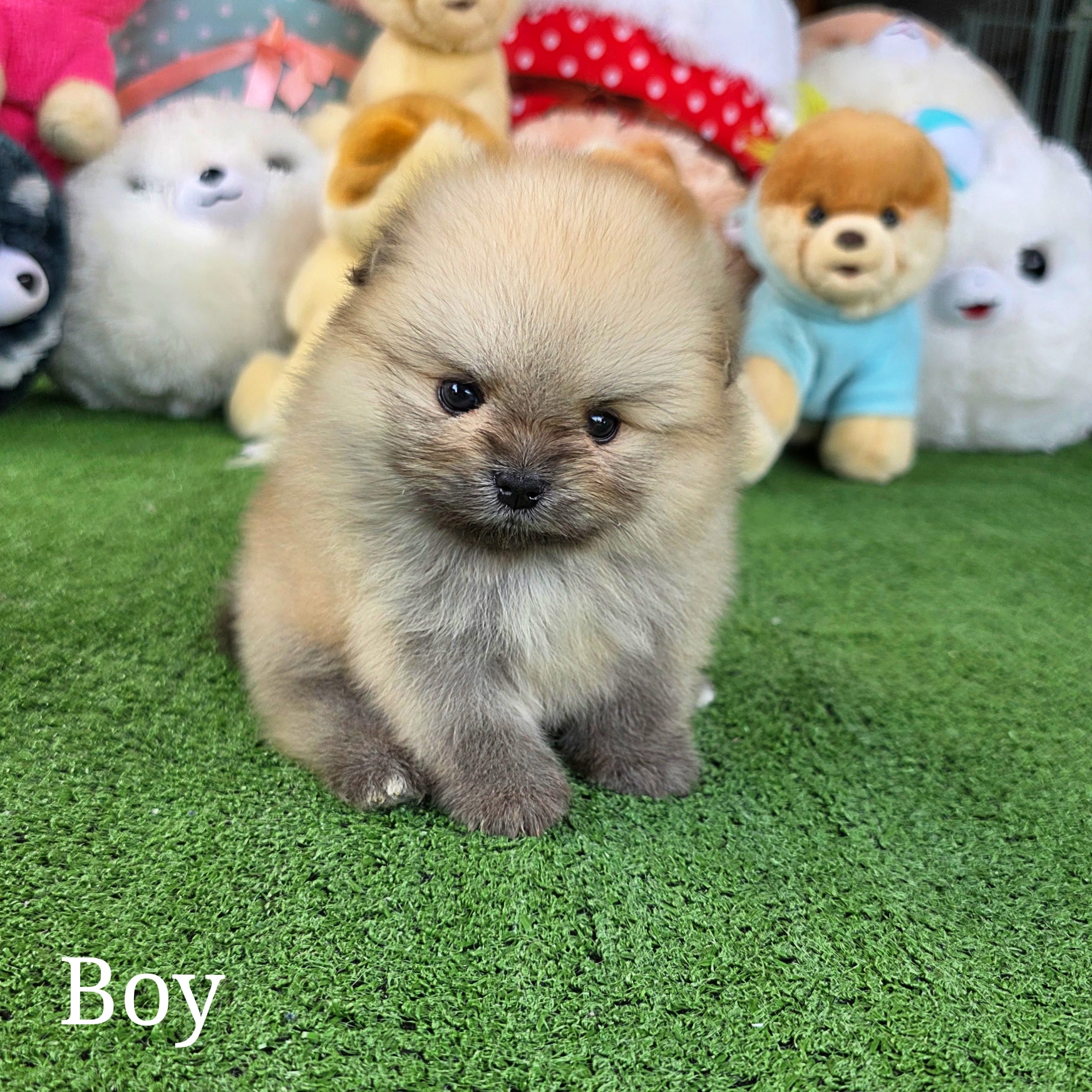 ปอมเมอเรเนี่ยนสีส้ม หรือสีน้ำตาล เพศผู้ Orange seble male