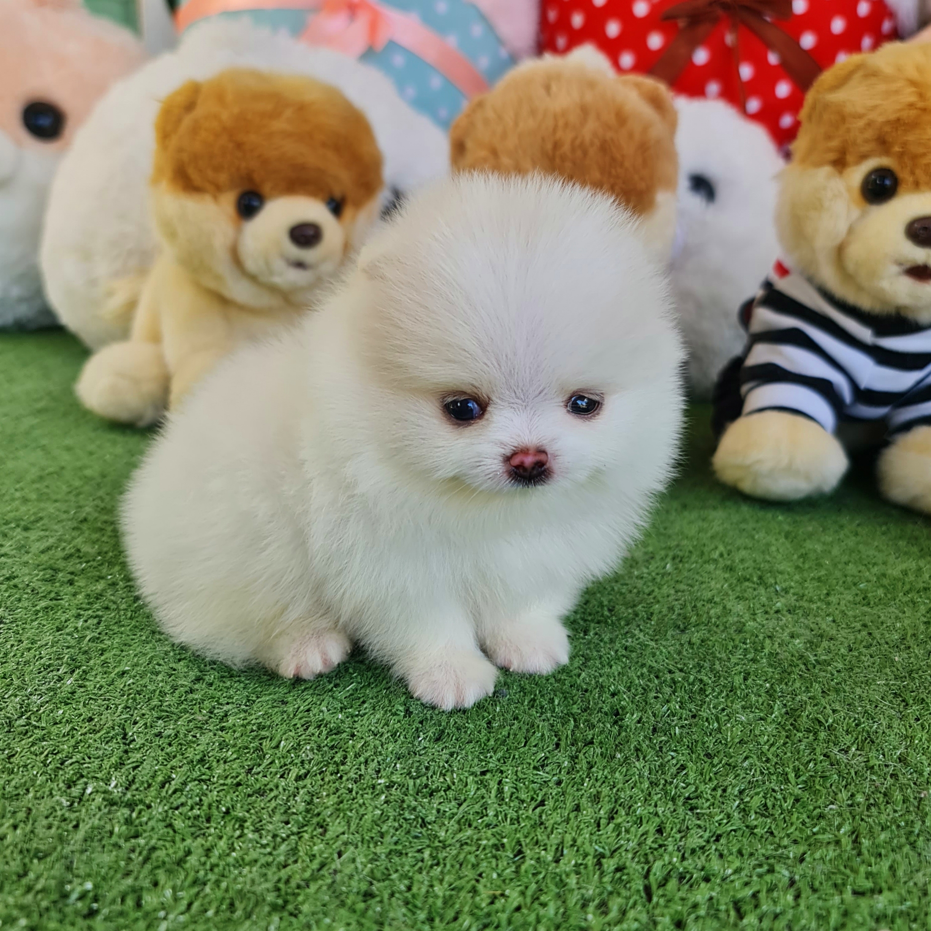 ปอมเมอเรเนี่ยนแท้สีขาว เพศผู้ white colors male