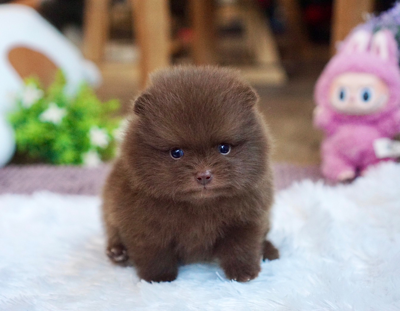ปอมเมอเรเนี่ยนสีช็อคโกแล็ต เพศผู้ Chocolate male