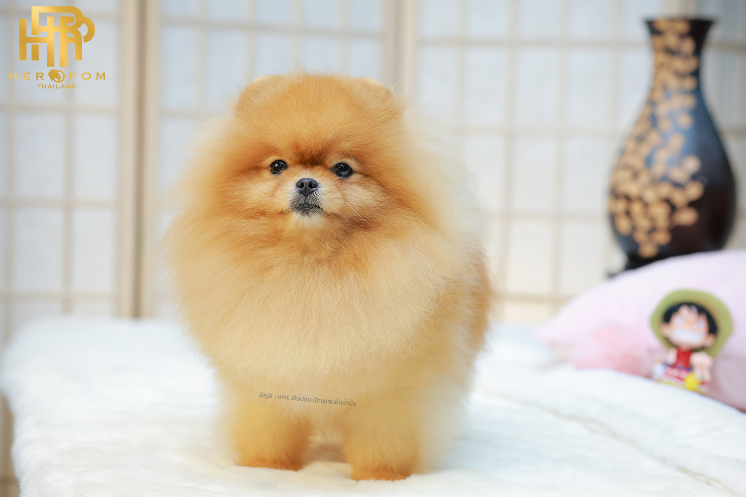 คุณพ่อ บัมบี้ | วันเกิด 21 พฤษจิกายน 2020 | สีส้ม | น้ำหนัก 2.06 kg. | สูง 21 cm.