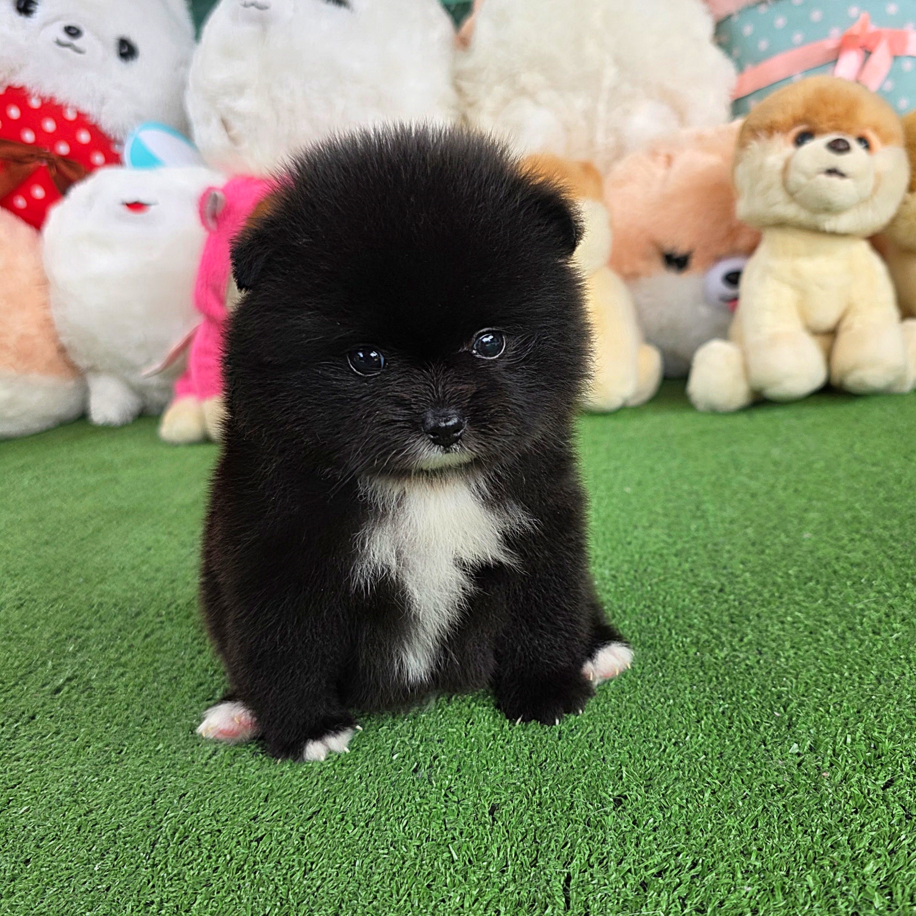 ปอมแท้สีดำเพศผู้ Black male