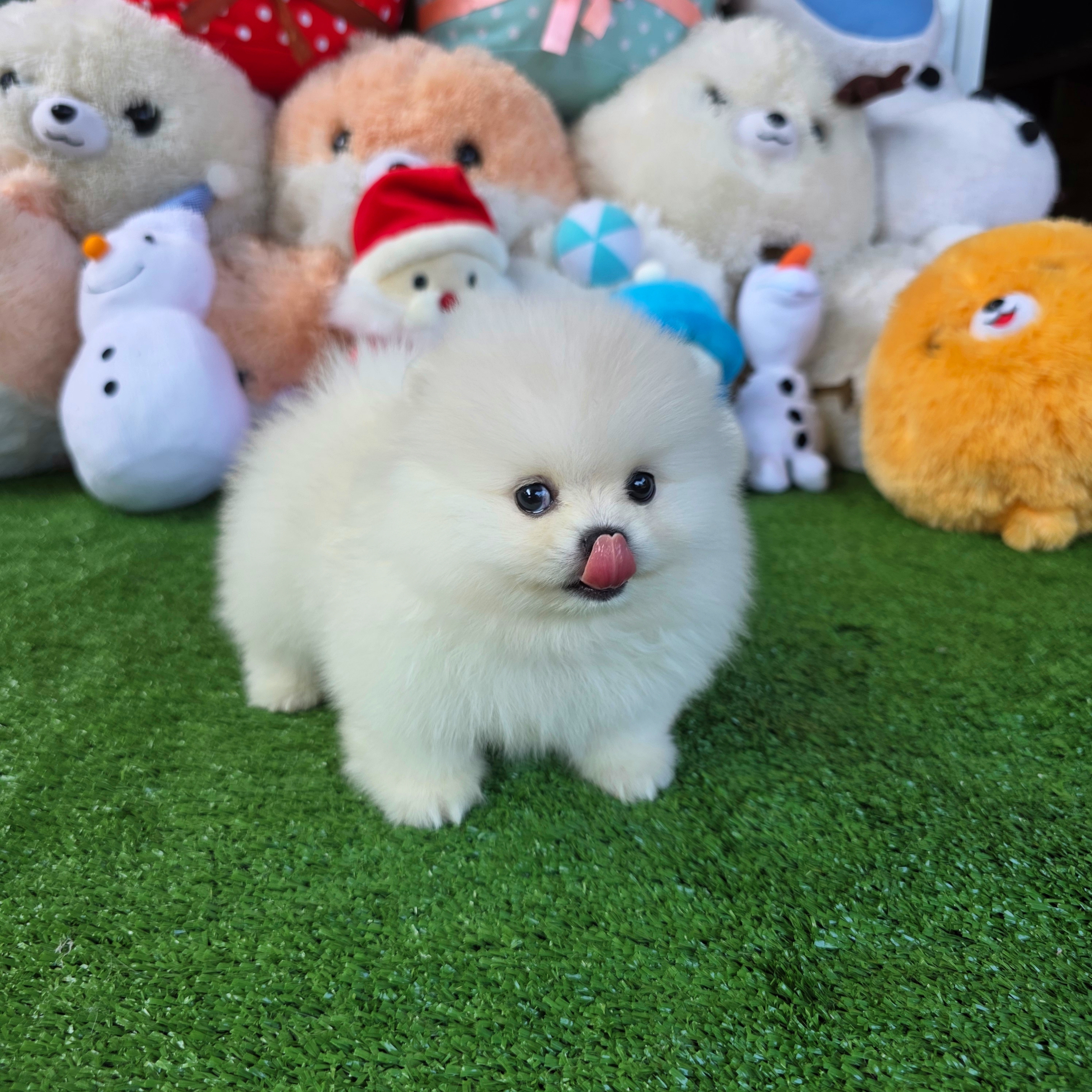 ปอมเมอเรเนี่ยนแท้เกรดท็อปค่ะ สวยมากเพศเมียขาวๆ ฟรอมเป๊ะมาก White female