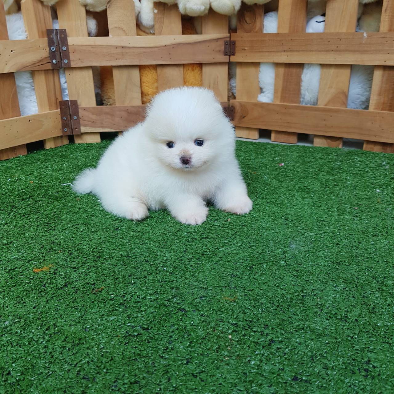 ลูกปอมเมอเรเนียนแท้ ด.ช ขาวครีม ไซร์ทีคัพ