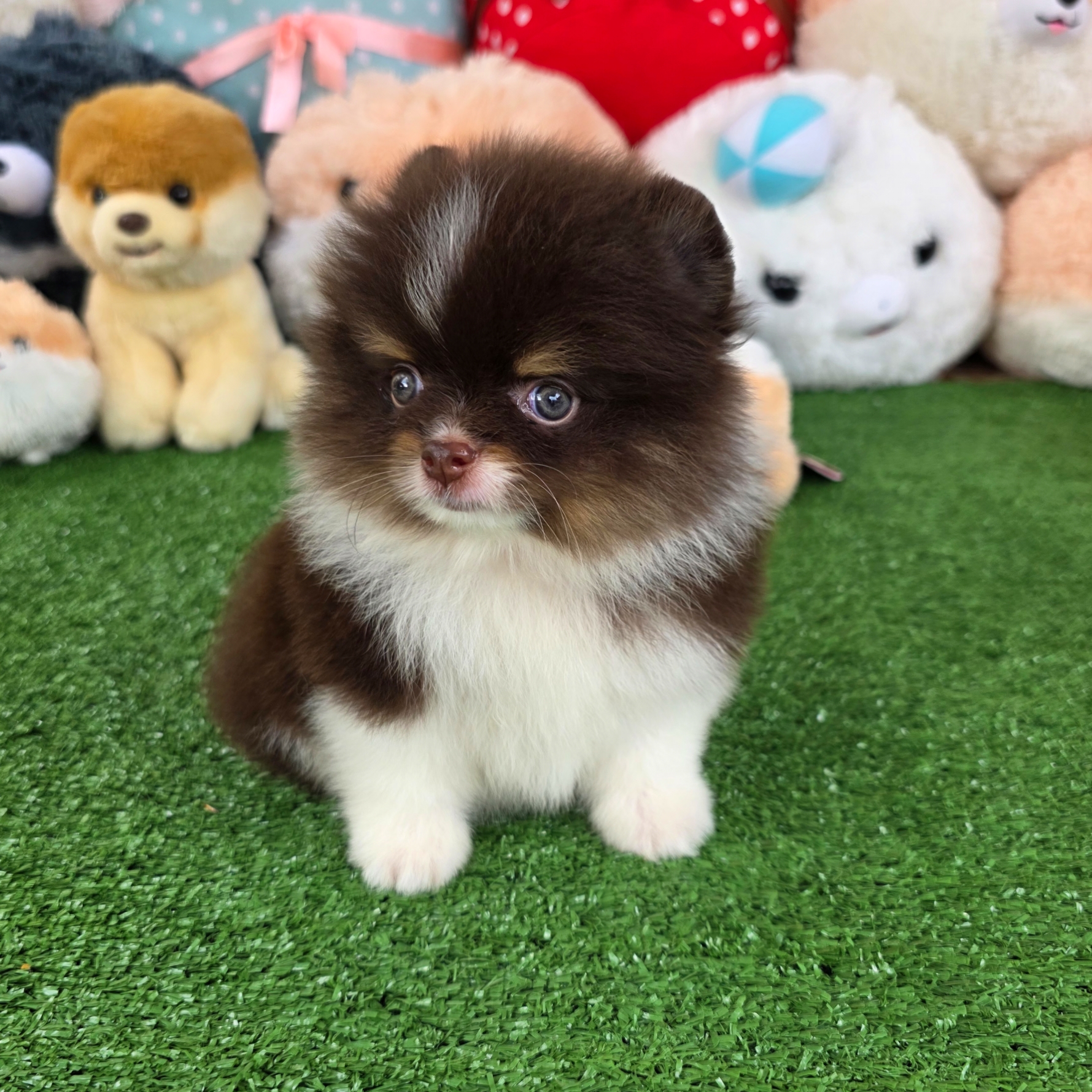 ปอมเมอเรเนี่ยนแท้ ตาสีฟ้า ลูกสาวปาร์ตี้ข็อคโกแล็ต สีเทพแรร์มากหายากสุด Parti chocolate female blue eyes