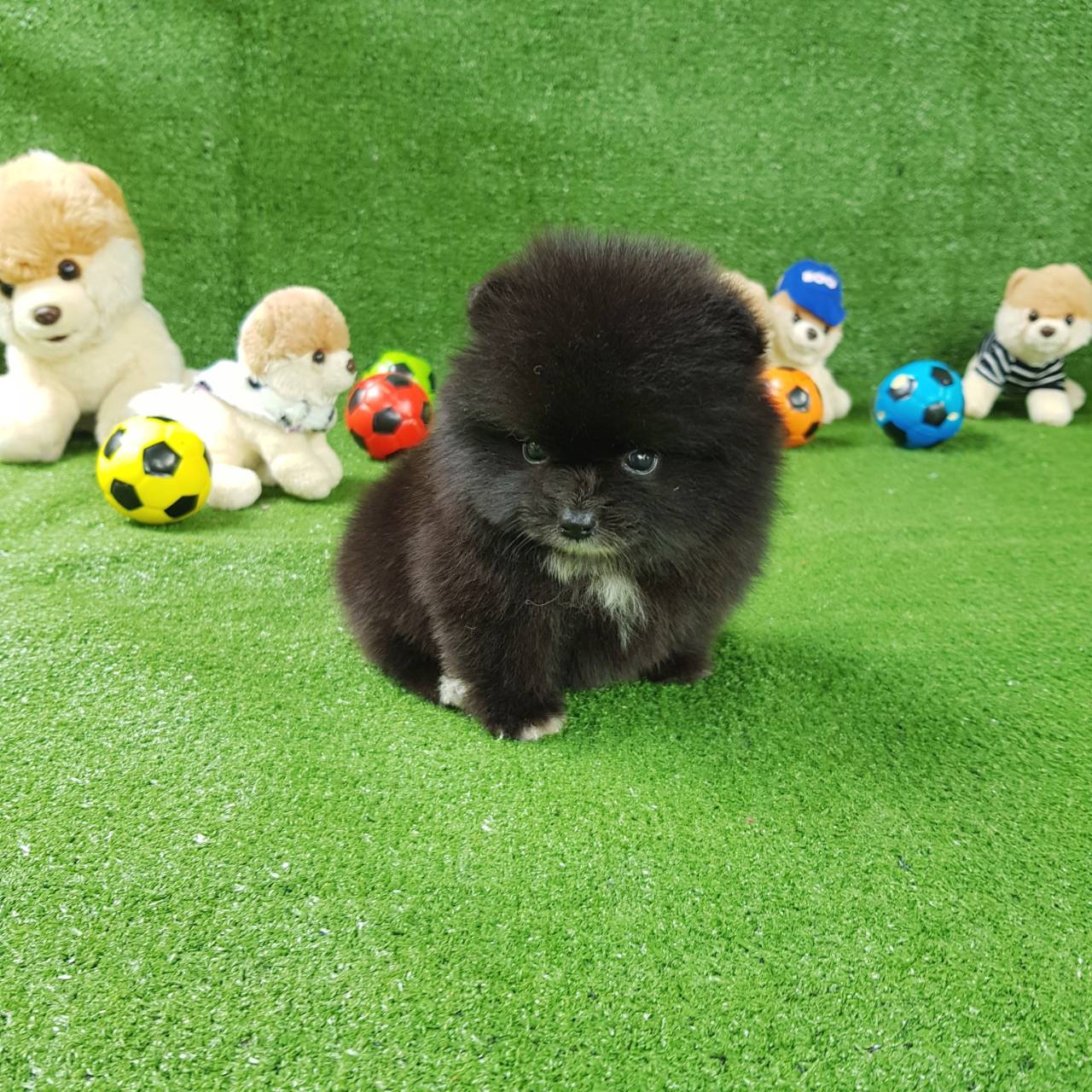 ลูกปอมเมอเรเนียนแท้ ด.ช.สีดำ Black Male