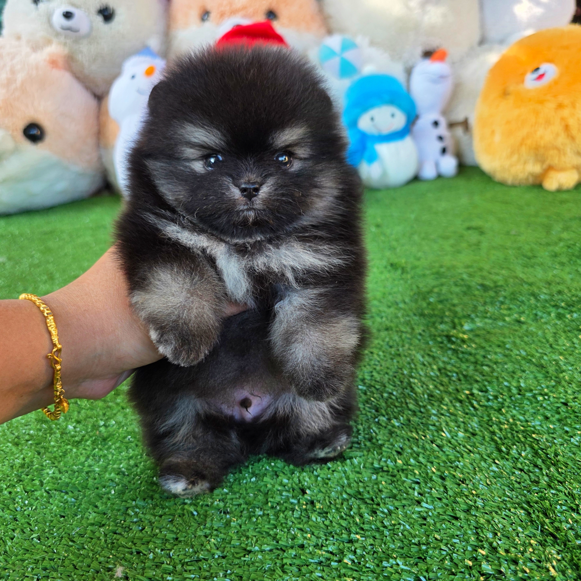 ปอมเมอเรเนี่ยนแท้ สีแบล็คแทนเพศผู้ น่ารักเว่อร์ Blacktan Male