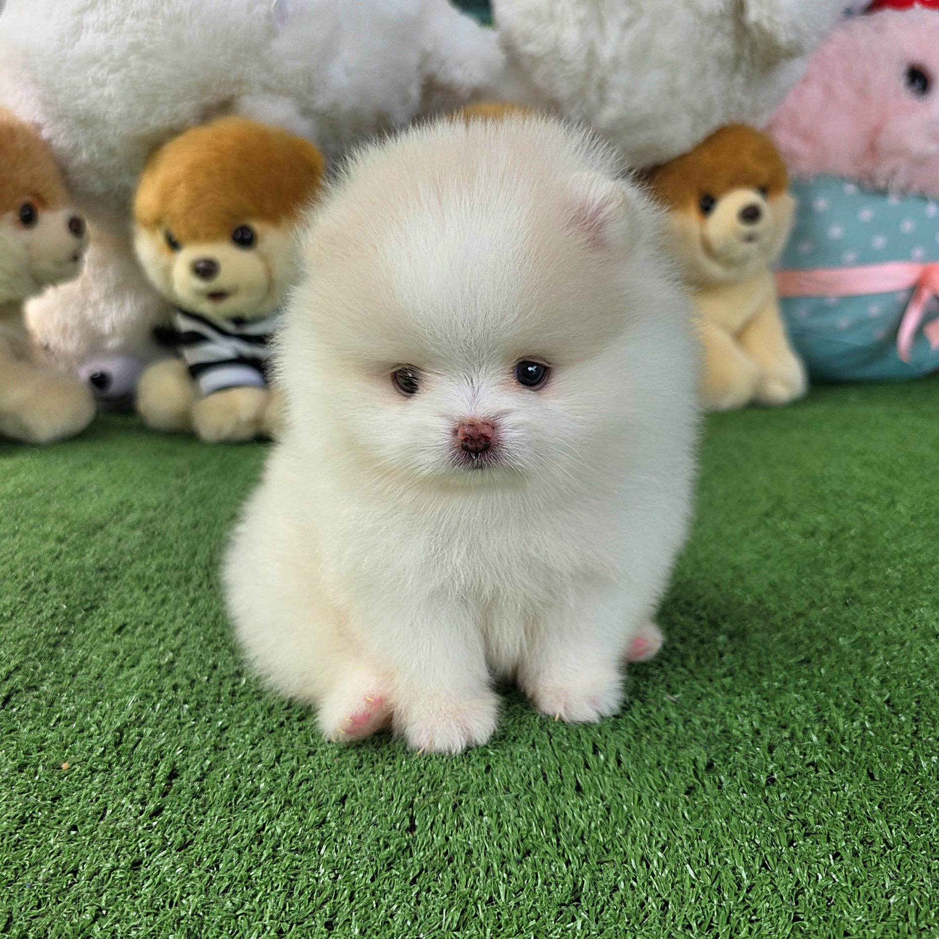 ปอมเมอเรเนี่ยนแท้ หน้าหมี สวยมากเพศผู้ White bearface male