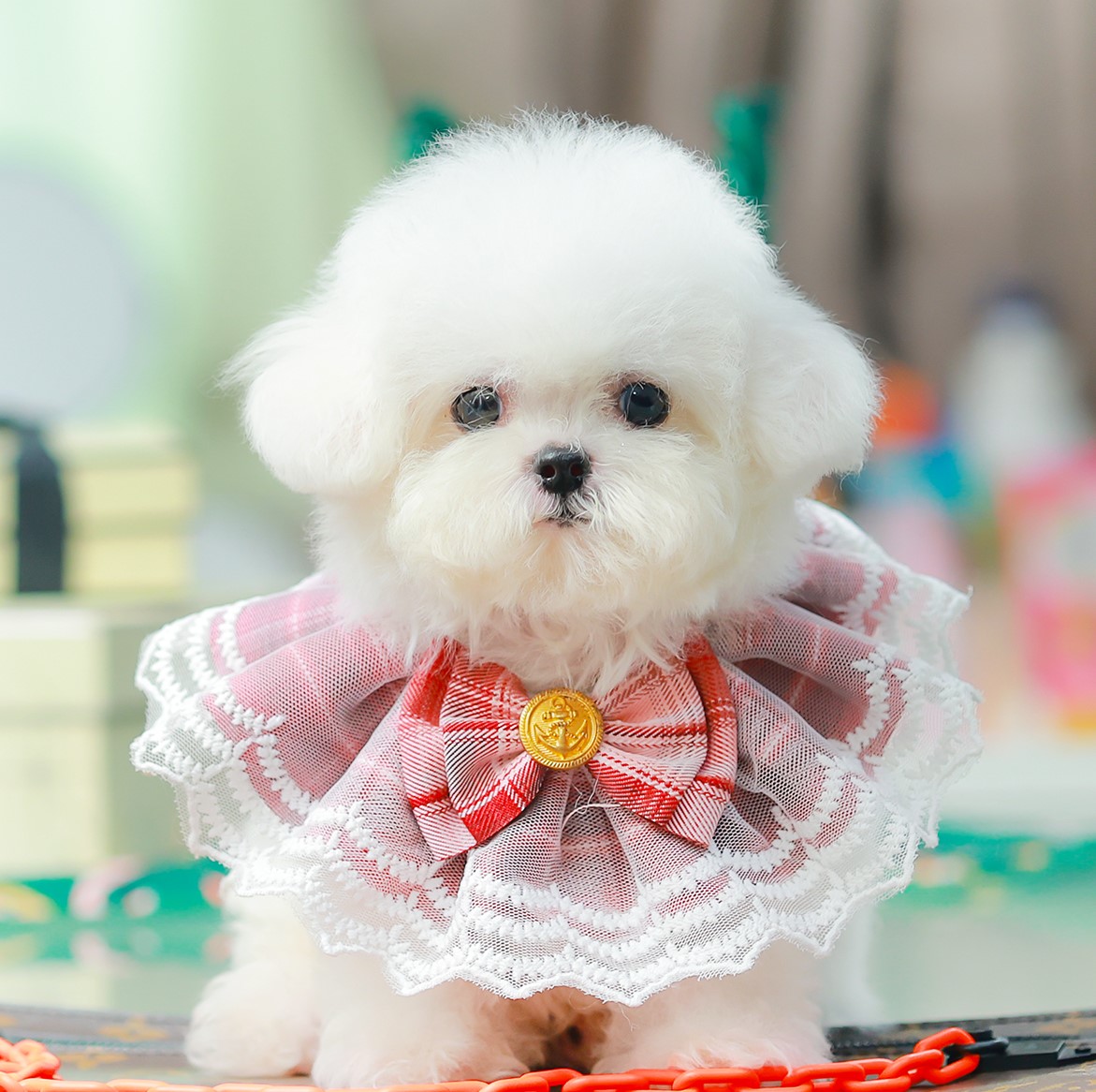 มินิบิชอง BCM-79003 เพศชาย สีขาว อายุ เดือน น้ำหนัก KG ส่วนสูง CM