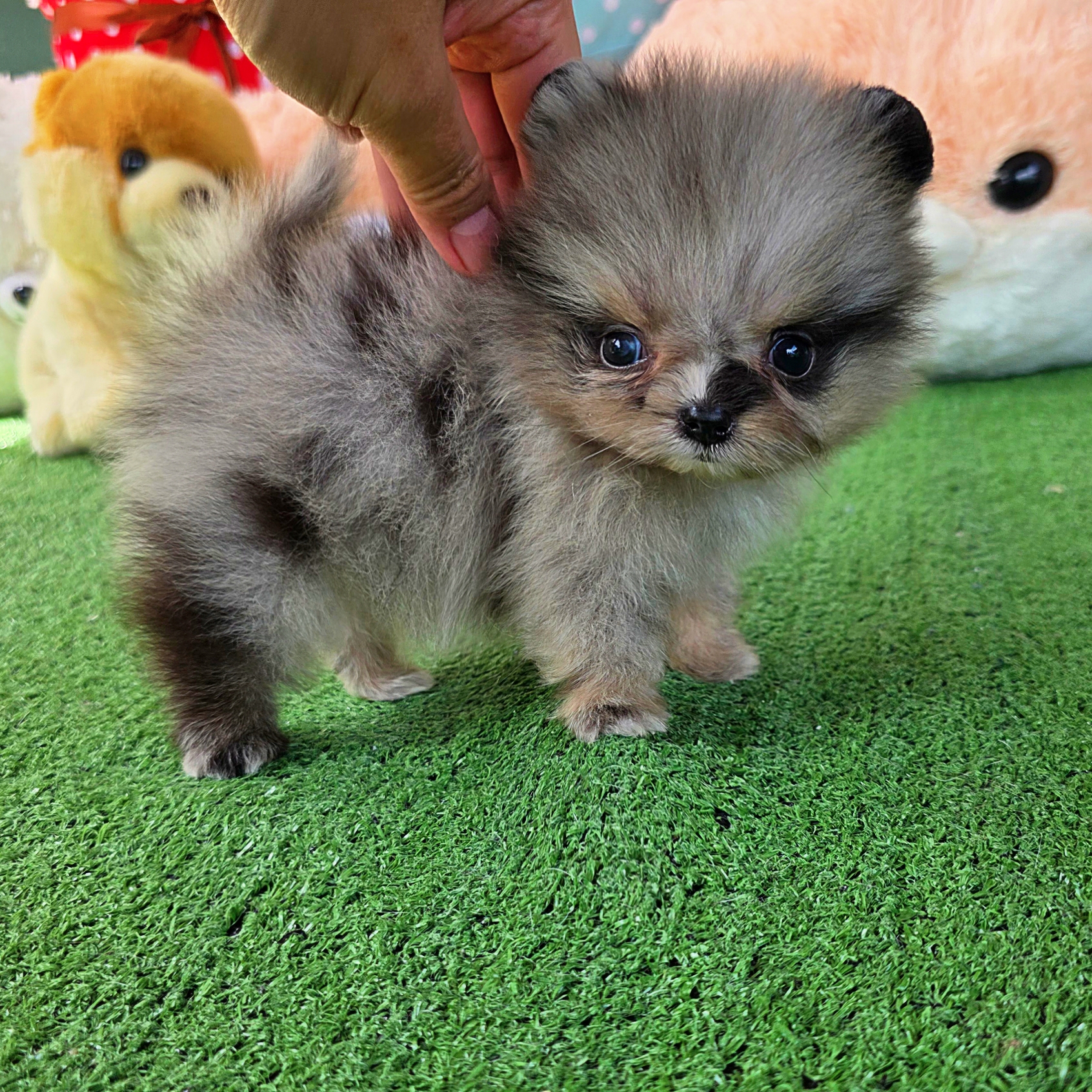 ปอมเมอเรเนี่ยนแท้เพศผู้ สีเมิร์ลทึคัพตัวจิ๋วตาสีฟ้า Merle teacup male