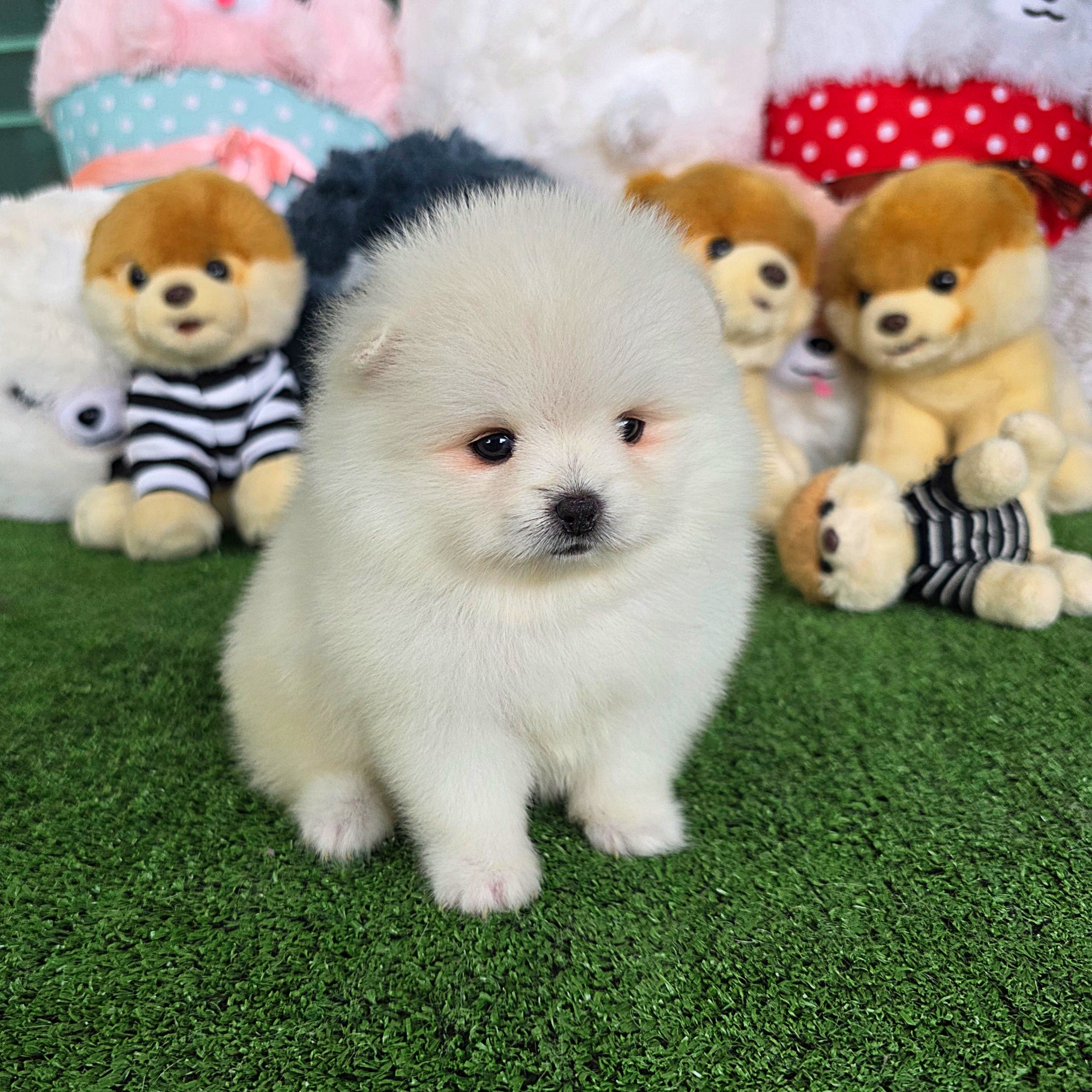 ปอมเมอเรเนี่ยนแท้สีขาวหน้าหมี เพศผู้สวยสุด Bearface white male