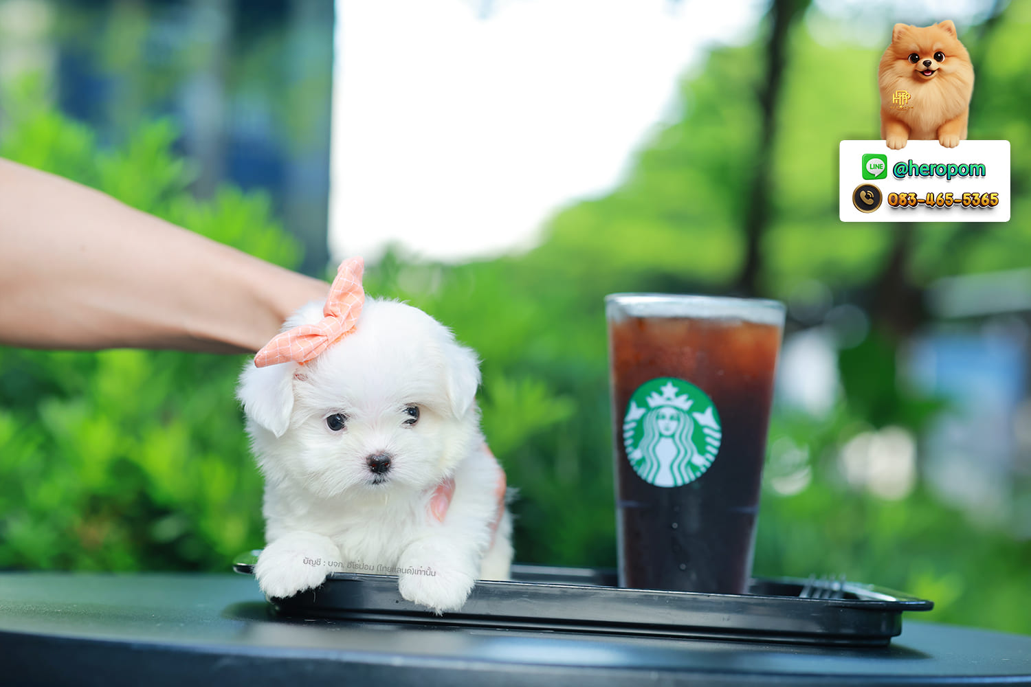 มอลทีส MTF-10947 เพศหญิง สีขาว ตัวเล็กตัวน้อยมาก ๆ ขาสั้น ขนแน่นฟู หน้าตาทะเล้น น่ารักมาก ๆ ยิ้มเก่ง ขยันแจกความน่ารักสุด ๆ สายเลือดนำเข้า มีใบรับรองจากสมาคมพัฒนาพันธุ์สุนัข (ใบเพ็ดดีกรีเต็มใบ) ส่งทั่วประเทศ