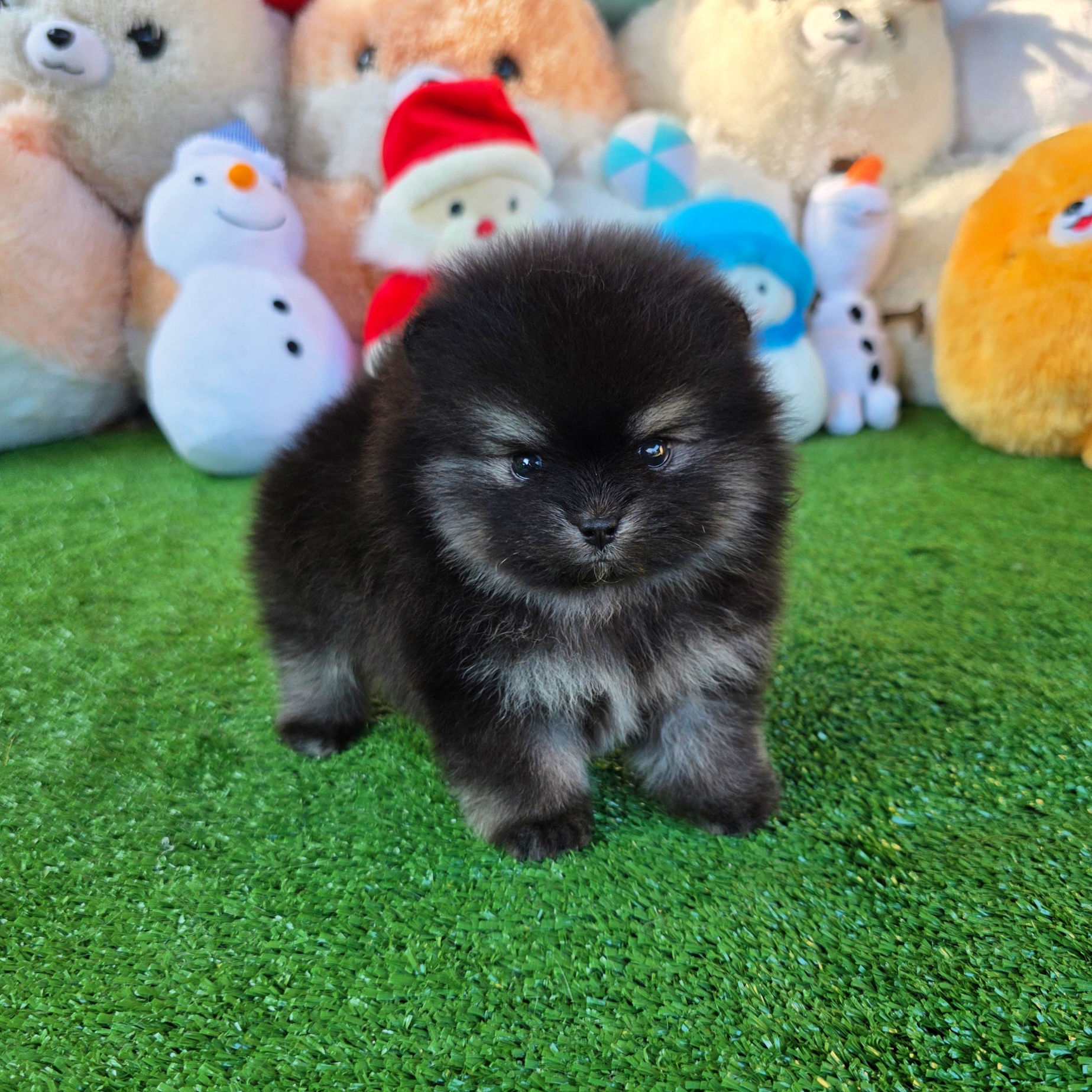 ปอมเมอเรเนี่ยนแท้ สีแบล็คแทนเพศผู้ น่ารักเว่อร์ Blacktan Male