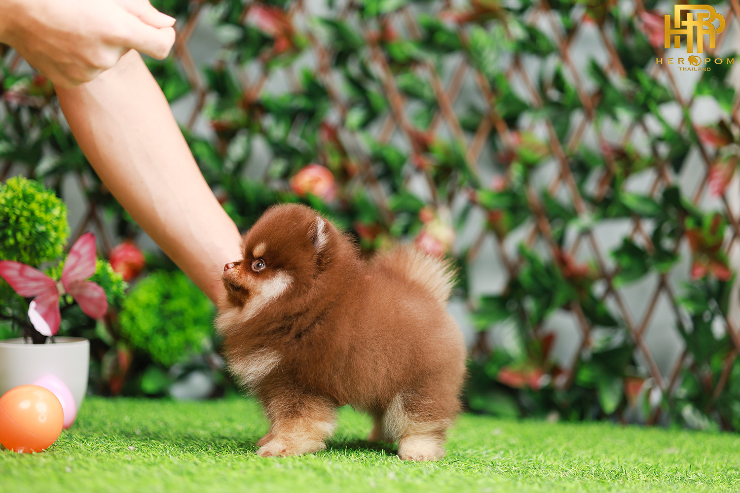 ปอมหน้าหมี ปอมแท้ ปอมเมอเรเนียน HRF-50807 เพศญิง สีช็อคแทน อายุ2 เดือน น้ำหนัก0.58 KG ส่วนสูง 12CM