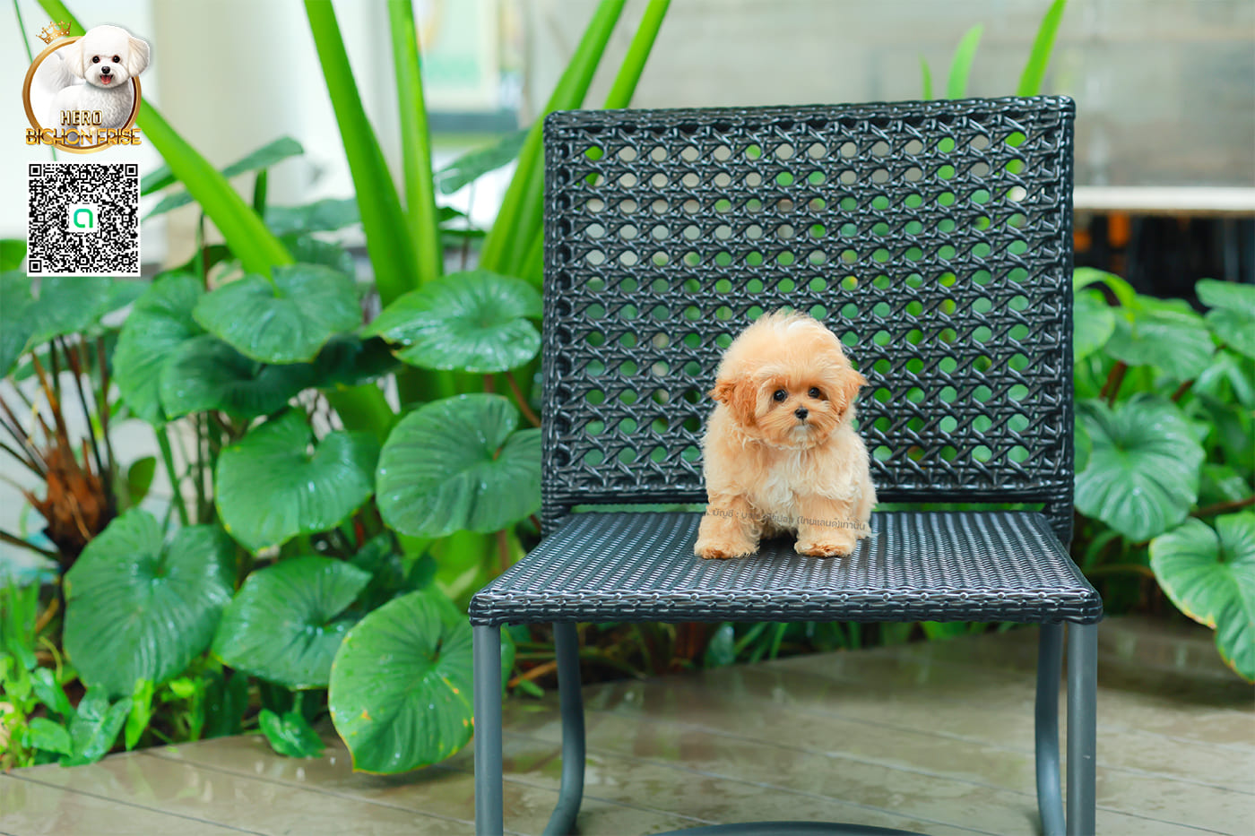 มอลติพู MTF-58026 เพศหญิง สี Champagne หน้าตาน่ารัก สดใส ตัวอ้วน ขนนุ่มดูปุ๊กปิ๊ก ทรงสวย เด็กหญิงพร้อมย้ายบ้านนะคะ มีใบรับรองจากสมาคมพัฒนาพันธุ์สุนัข (ใบเพ็ดดีกรีเต็มใบ) ส่งทั่วประเทศ