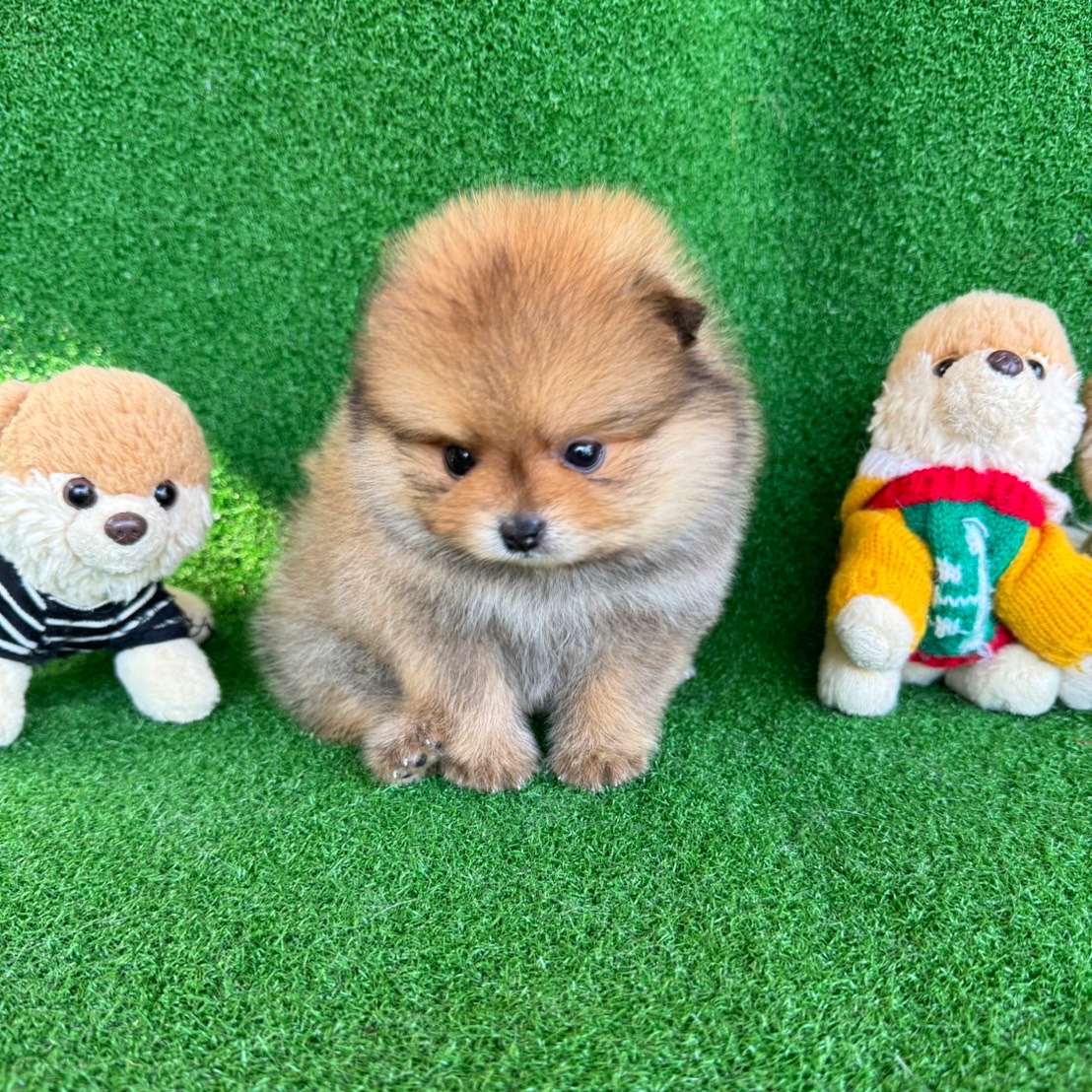 ปอมเมอเรเนี่ยนแท้ เพศผู้หล่อๆ Orange seble male