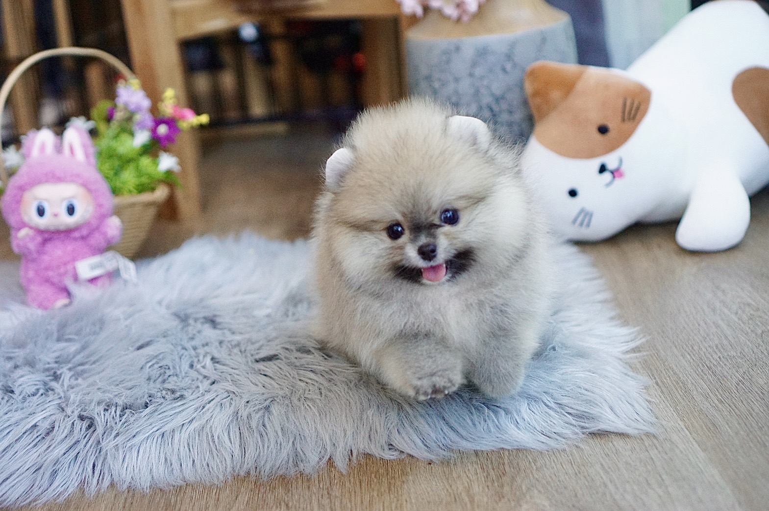 ปอมเมอเรเนี่ยนแบ๊วสุดเพศเมียน่าร้ากก Orange seble female