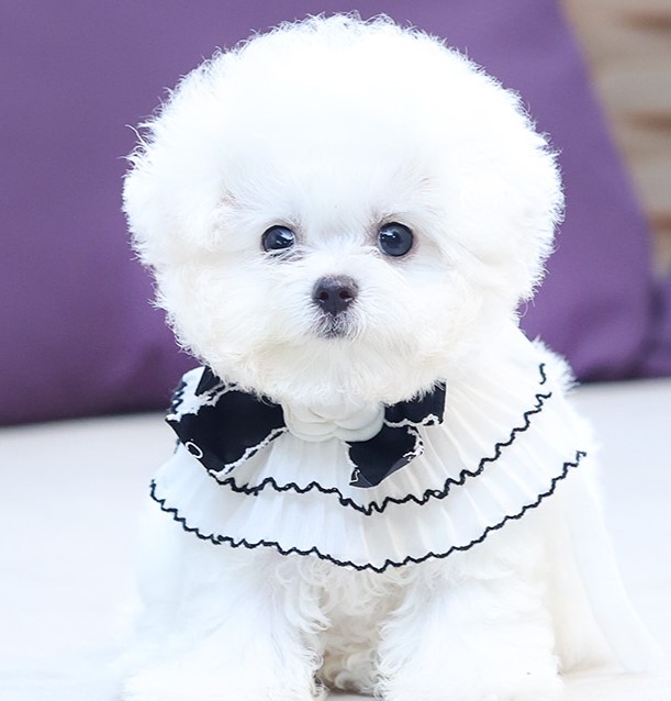 BCF-09216 บิชอง ฟริเซ่ เพศหญิง สีขาว อายุ 2 เดือน หน้ากลม น่ารัก