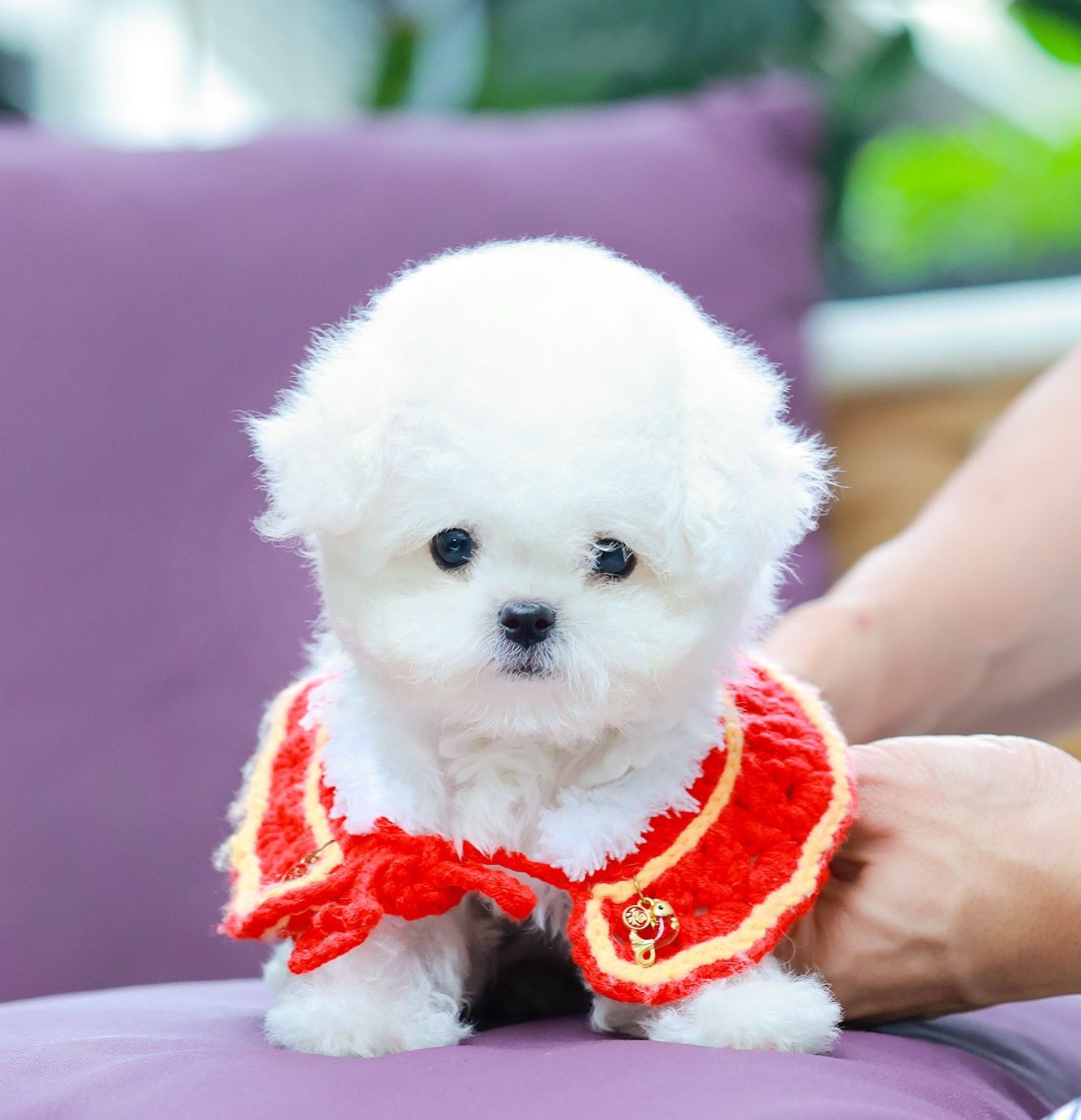 มินิบิชอง BCM-56604 เพศชาย สีขาว อายุ เดือน น้ำหนัก KG ส่วนสูง CM