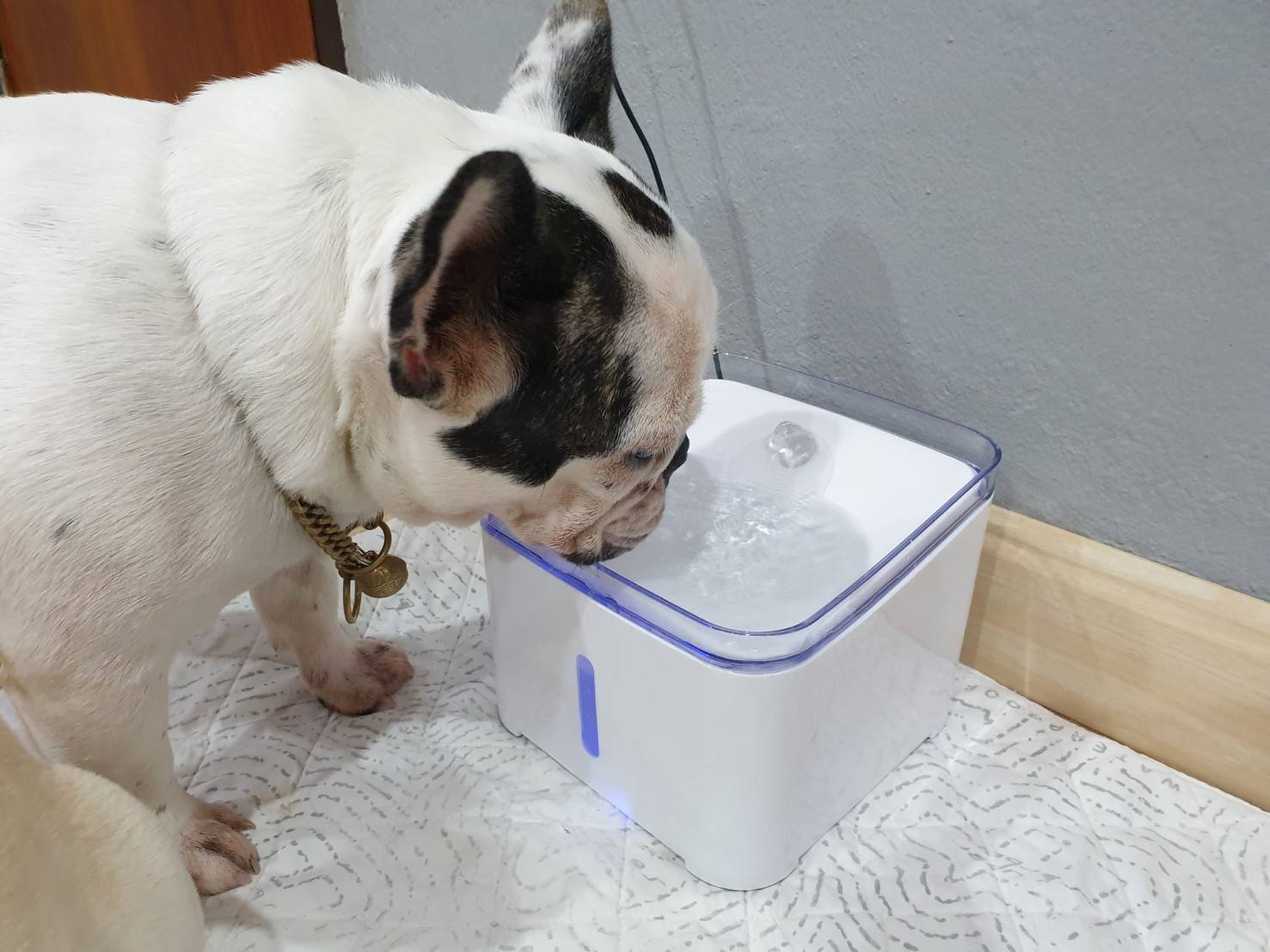 น้ำพุสำหรับสัตว์เลี้ยง (ส่งฟรี)