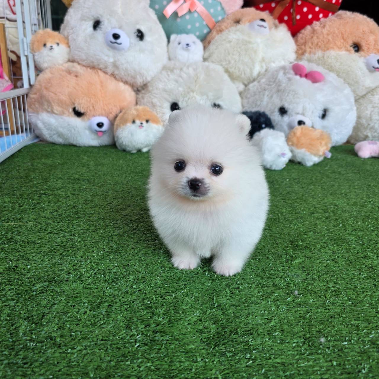 ปอมเมอเรเนี่ยนแท้สีขาวเพศผู้ น่ารักมากๆ White male