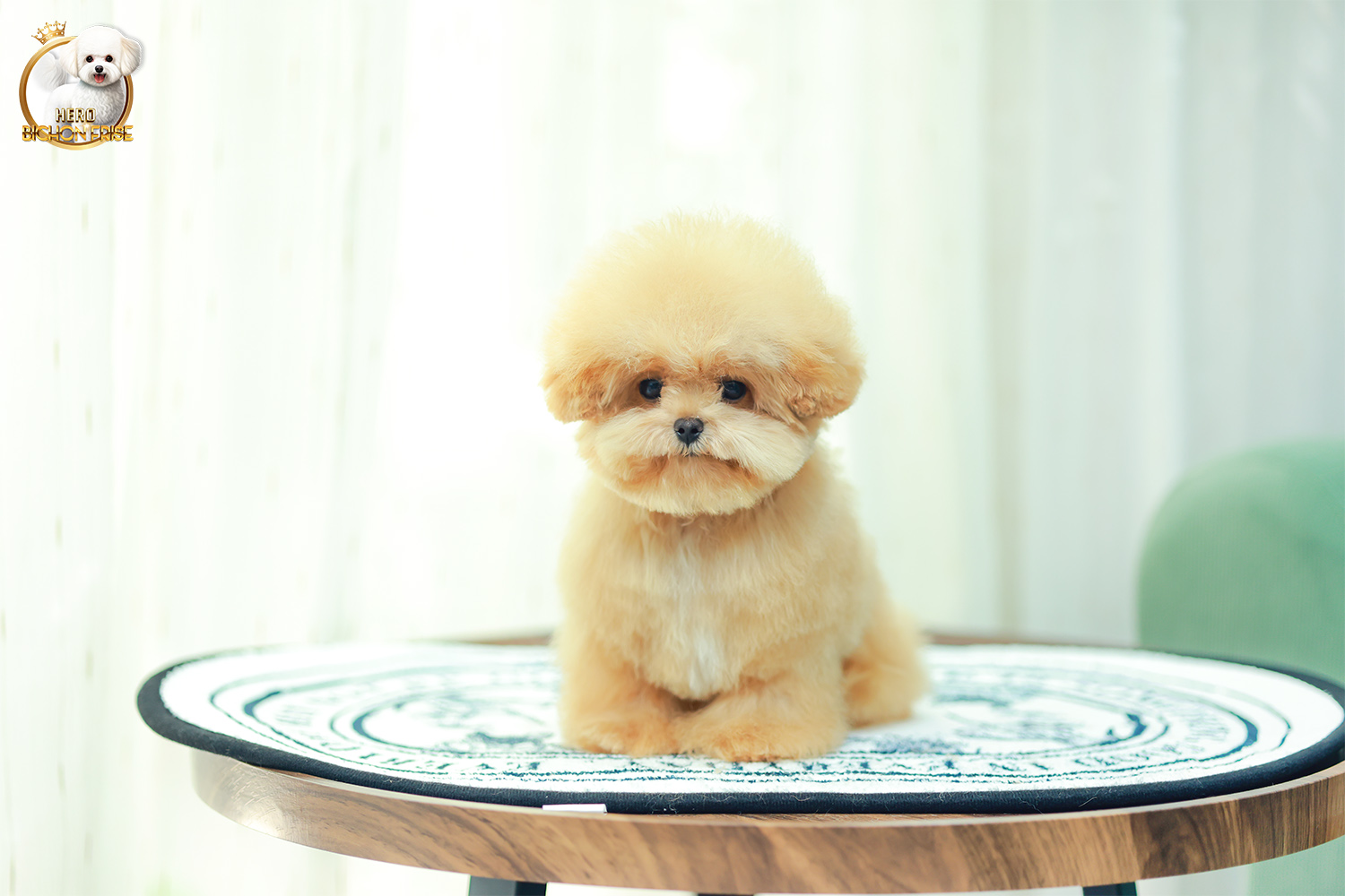 บิชองพู BCM-595919 เพศชาย สี Champagne หัวกลม หน้าตาน่ารัก ขี้เล่น แป้นแล้นสุด ๆ สายเลือดพ่อแม่นำเข้าจากต่างประเทศ ตัวอ้วน ขนนุ่มฟูมาก ๆ มีใบรับรองจากสมาคมพัฒนาพันธุ์สุนัข (ใบเพ็ดดีกรีเต็มใบ) ส่งทั่วประเทศ