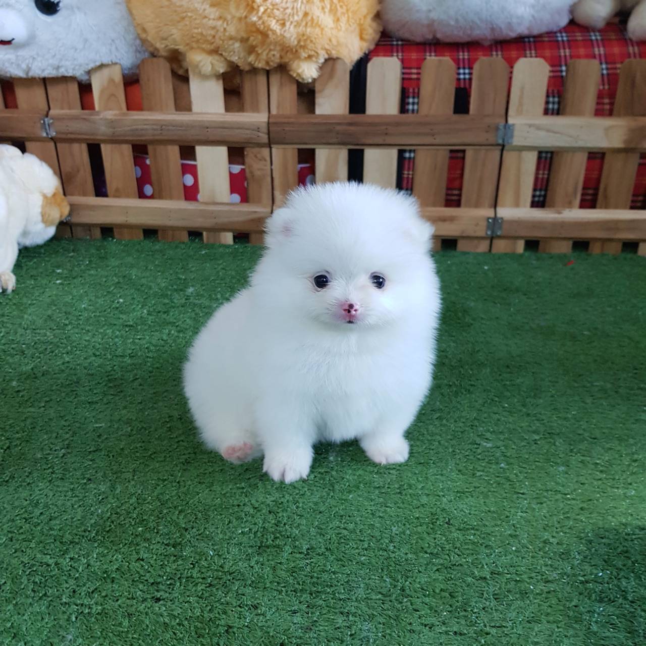 ลูกปอมเมอเรเนียนแท้ ด.ญ.สีขาวจมูกแดง