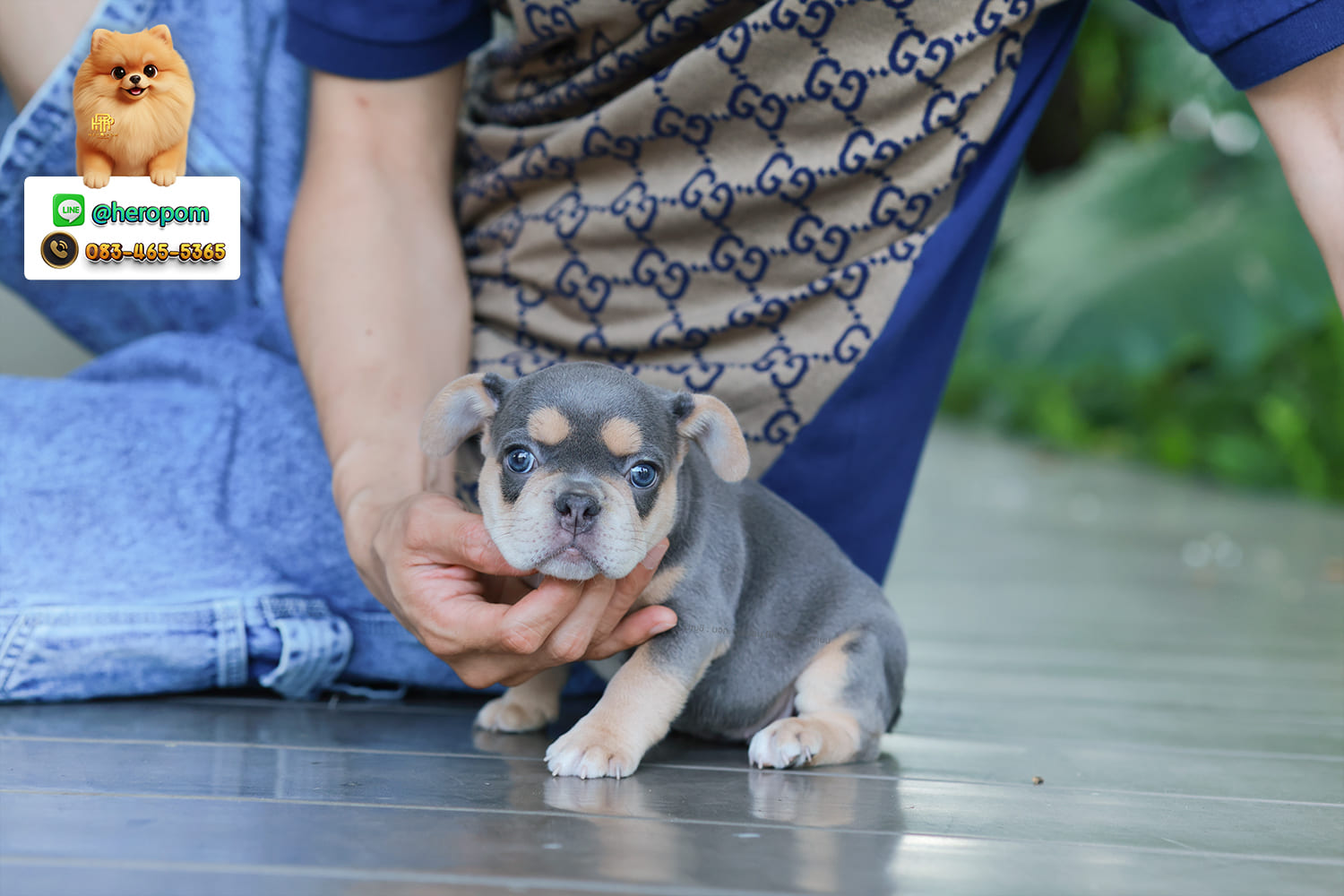 เฟรน บลูด็อก FHF-10958 เพศหญิง สี BlueTan ตัวจิ๋วตัวเล็กมาก สีสวย เป็นเจ้าเด็กอ้วนที่จ้ำม่ำน่าอุ้มมาก มีใบรับรองจากสมาคมพัฒนาพันธุ์สุนัข (ใบเพ็ดดีกรีเต็มใบ) ส่งทั่วประเทศ