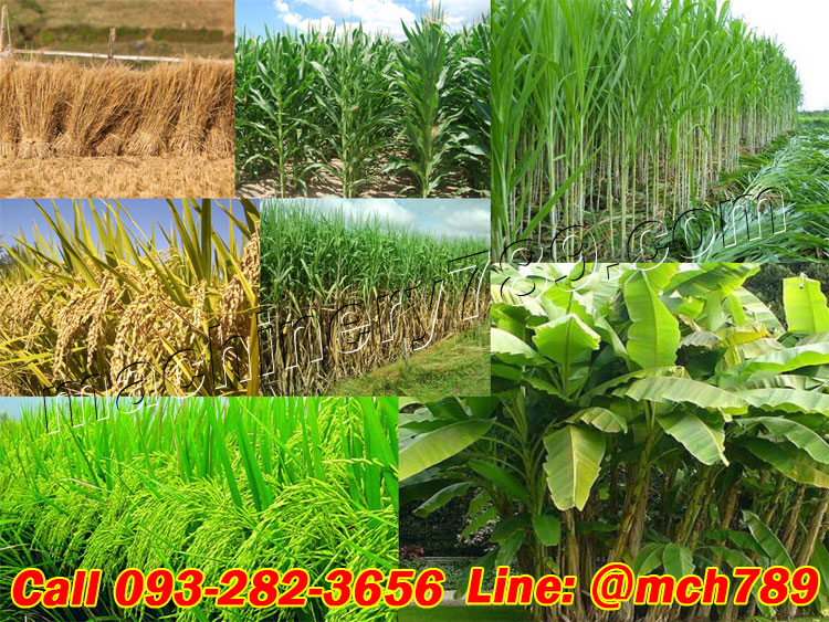 เครื่องสับหญ้าอเนกประสงค์ รุ่น ZONE 1 + สายพานเข้ากำลังผลิต 3.5 ตัน/ชม. เครื่องสับหญ้าเนเปียร์ เครื่องย่อยทางมะพร้าว เครื่องสับต้นข้าวโพด เครื่องสับต้นอ้อย เครื่องสับย่อยอเนกประสงค์ Feed Grain Straw Grinder Mill / Grass Grinding Machine