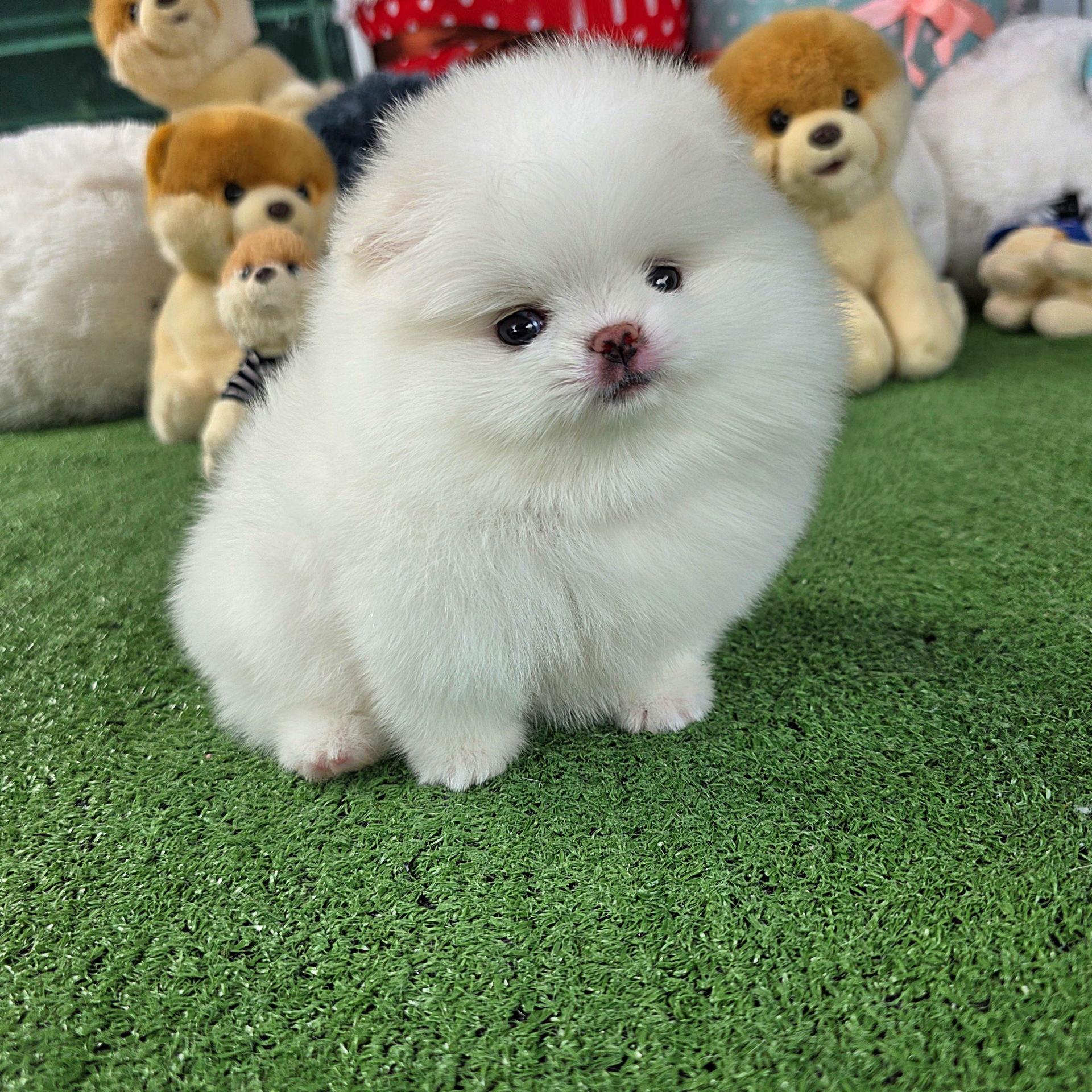 ปอมเมอเรเนี่ยนเพศผู้ ท็อปเว่อร์วัง หมีสุดๆ Bearface white male