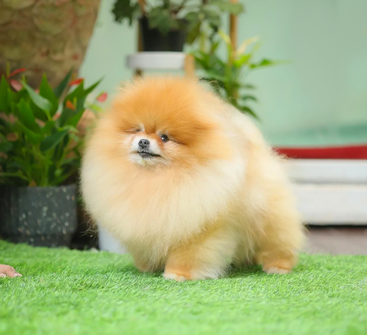 คุณพ่อ สก๊อต Am.Ch.Moxiepom’s | วันเกิด 16 กรกฎาคม 2014 | สีส้ม | น้ำหนัก 3.09 kg | สูง 22 cm.