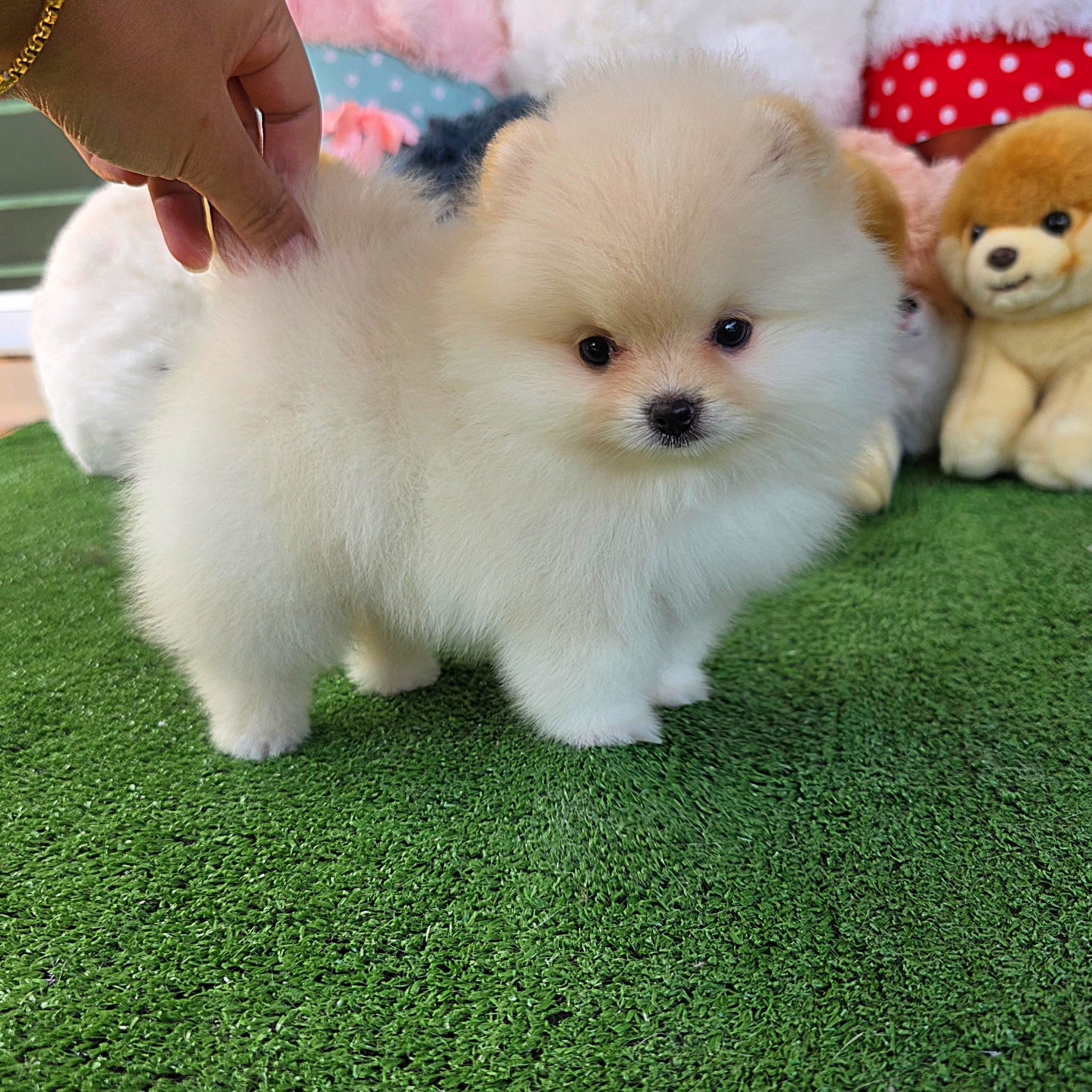 ปอมเมอเรเนี่ยนแท้ สีขาวครีมเกรดโชว์ เพศเมียหมีๆ Bearface white cream female