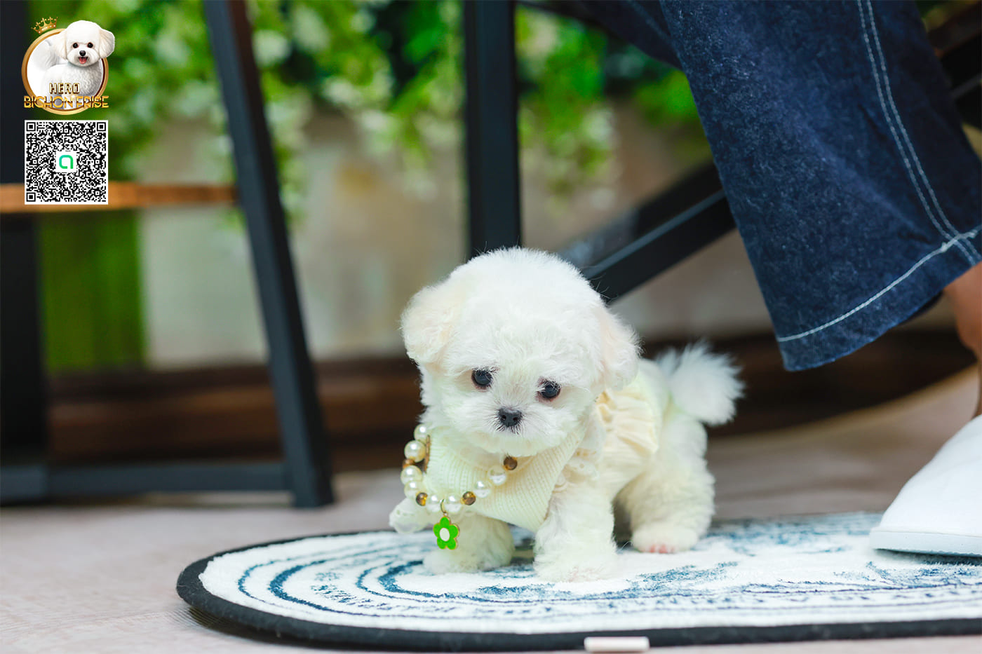 มินิบิชอง BCF-24529 เพศหญิง สีขาว น่ารักมาก ขนนุ่มขนแน่น หน้าแบ๊ว เห็นแล้วใจละลายมาก ถ้าได้อุ้มแล้วจะวางไม่ลงแน่นอน มีใบรับรองจากสมาคมพัฒนาพันธุ์สุนัข (ใบเพ็ดดีกรีเต็มใบ) ส่งทั่วประเทศ