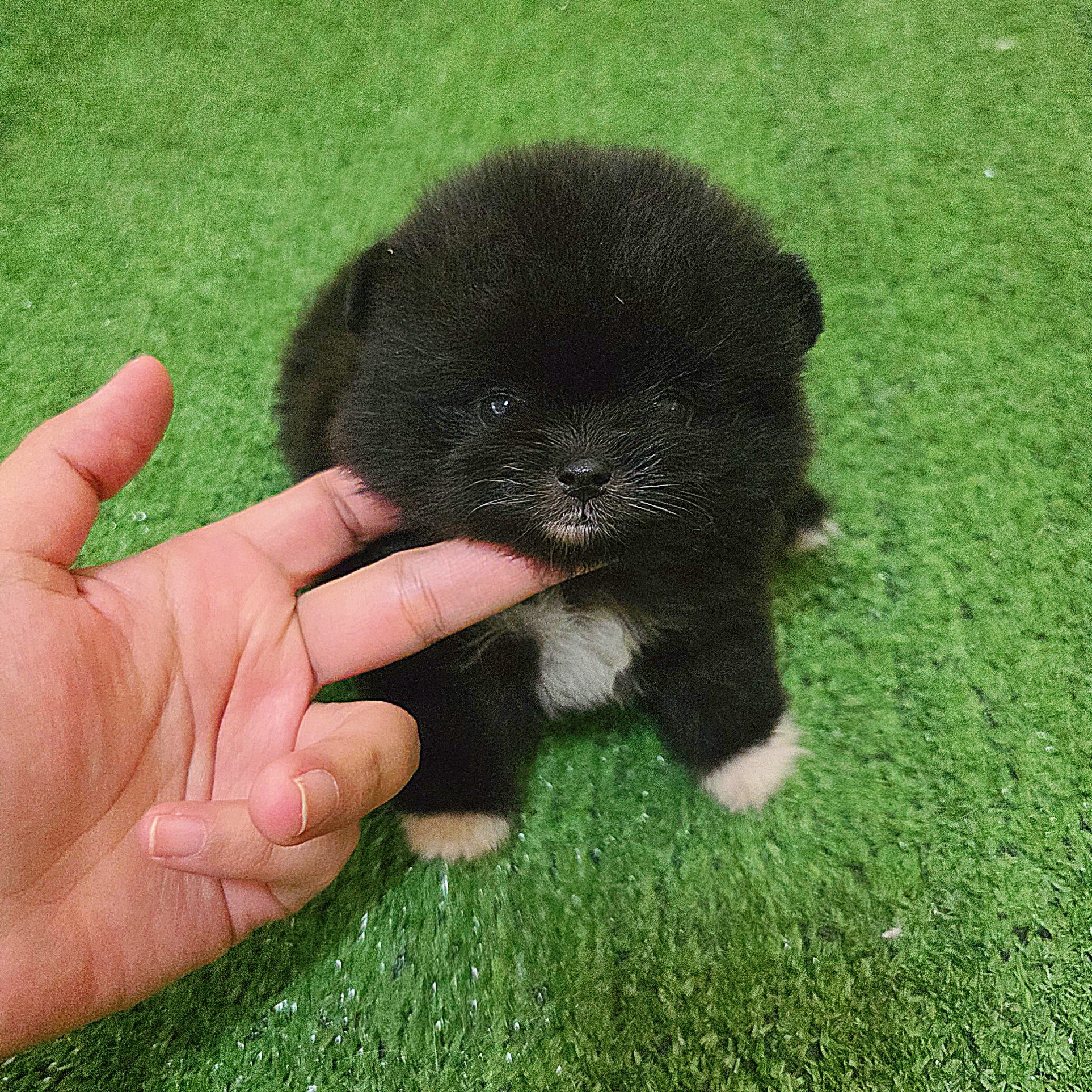 ปอมเมอเรเนี่ยนแท้ สีดำถุงเท้าสีขาว เพศเมีย น่ารักมาก Bearface Black and white female