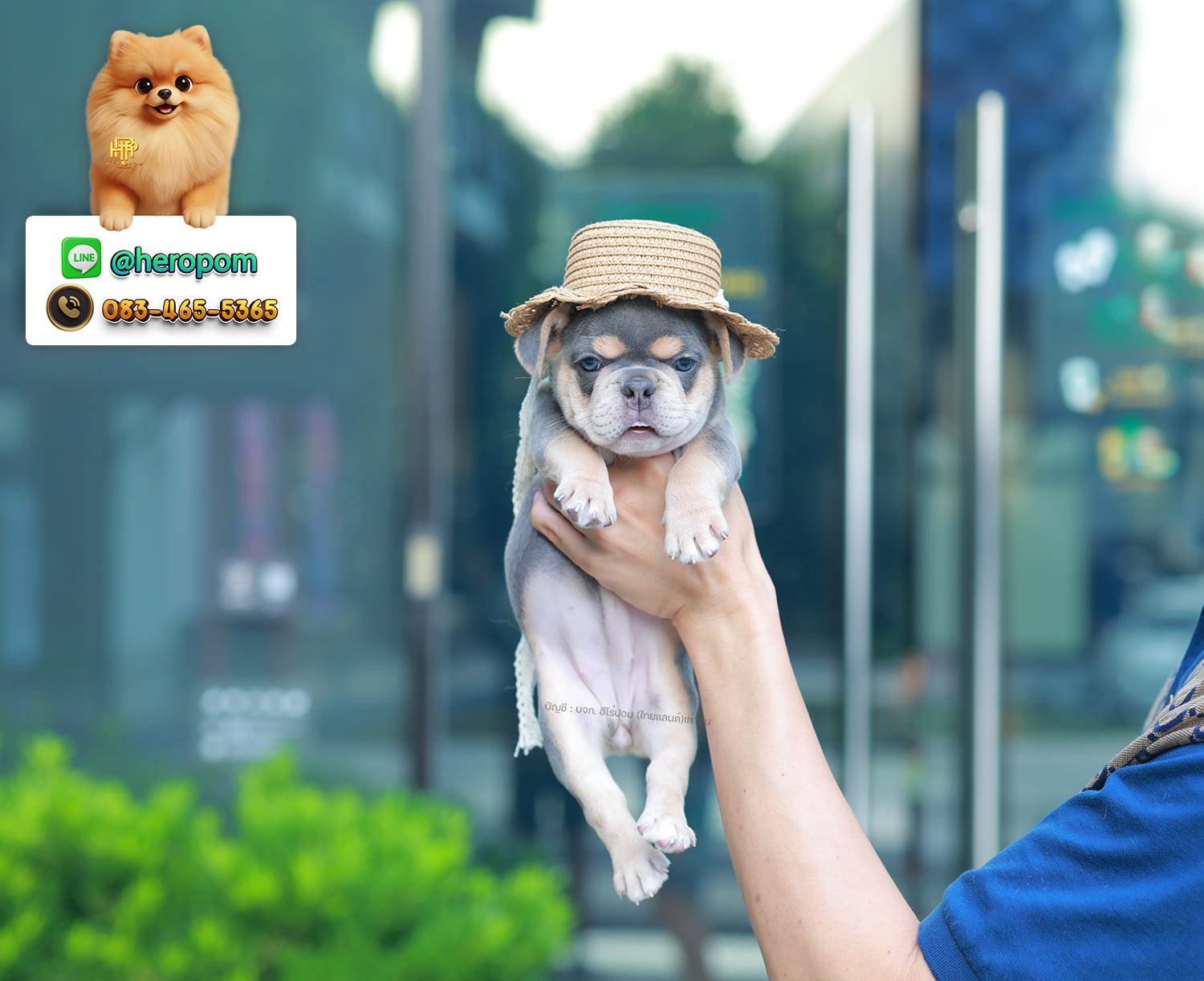 เฟรน บลูด็อก FHF-10958 เพศหญิง สี BlueTan ตัวจิ๋วตัวเล็กมาก สีสวย เป็นเจ้าเด็กอ้วนที่จ้ำม่ำน่าอุ้มมาก มีใบรับรองจากสมาคมพัฒนาพันธุ์สุนัข (ใบเพ็ดดีกรีเต็มใบ) ส่งทั่วประเทศ