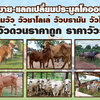ซื้อวัว โทร 080-7622749 ตลาดนัดซื้อ-ขายแลกเปลี่ยนวัว ฟาร์มวัว วัวชาโลเล่ วัวบรามัน วัวไทย
