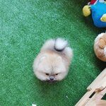 สัญญาณอันตราย ที่บ่งบอกว่าน้องหมาปอมเมอเรเนี่ยนของคุณกำลังป่วย