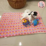 เบาะนอนสัตว์เลี้ยง ไซส์XL ลายดาวชมพู นุ่มสบาย ให้ความอบอุ่น สำหรับสุนัข แมว (ราคารวมส่ง)